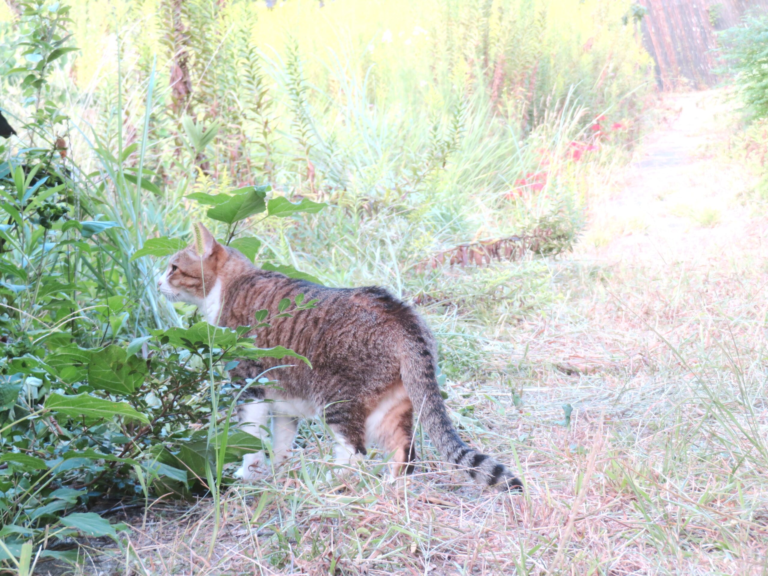 ねこ、風太　巡回