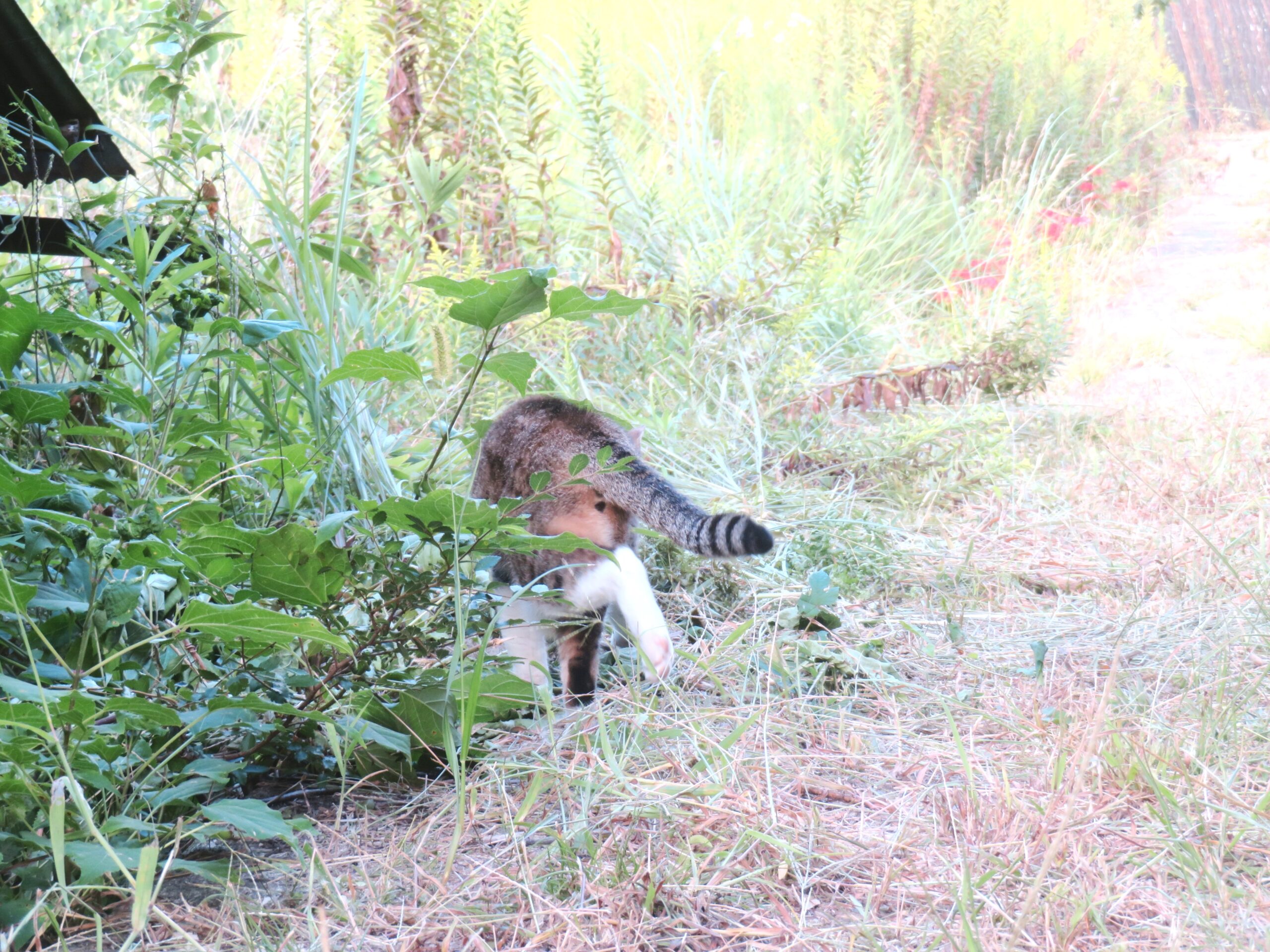 ねこ、風太　巡回