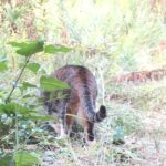 ねこ、風太　巡回