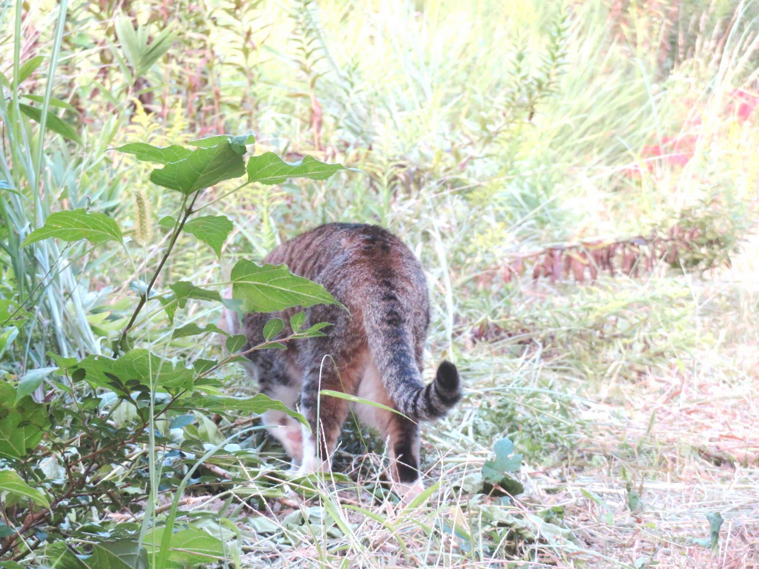 ねこ、風太　巡回