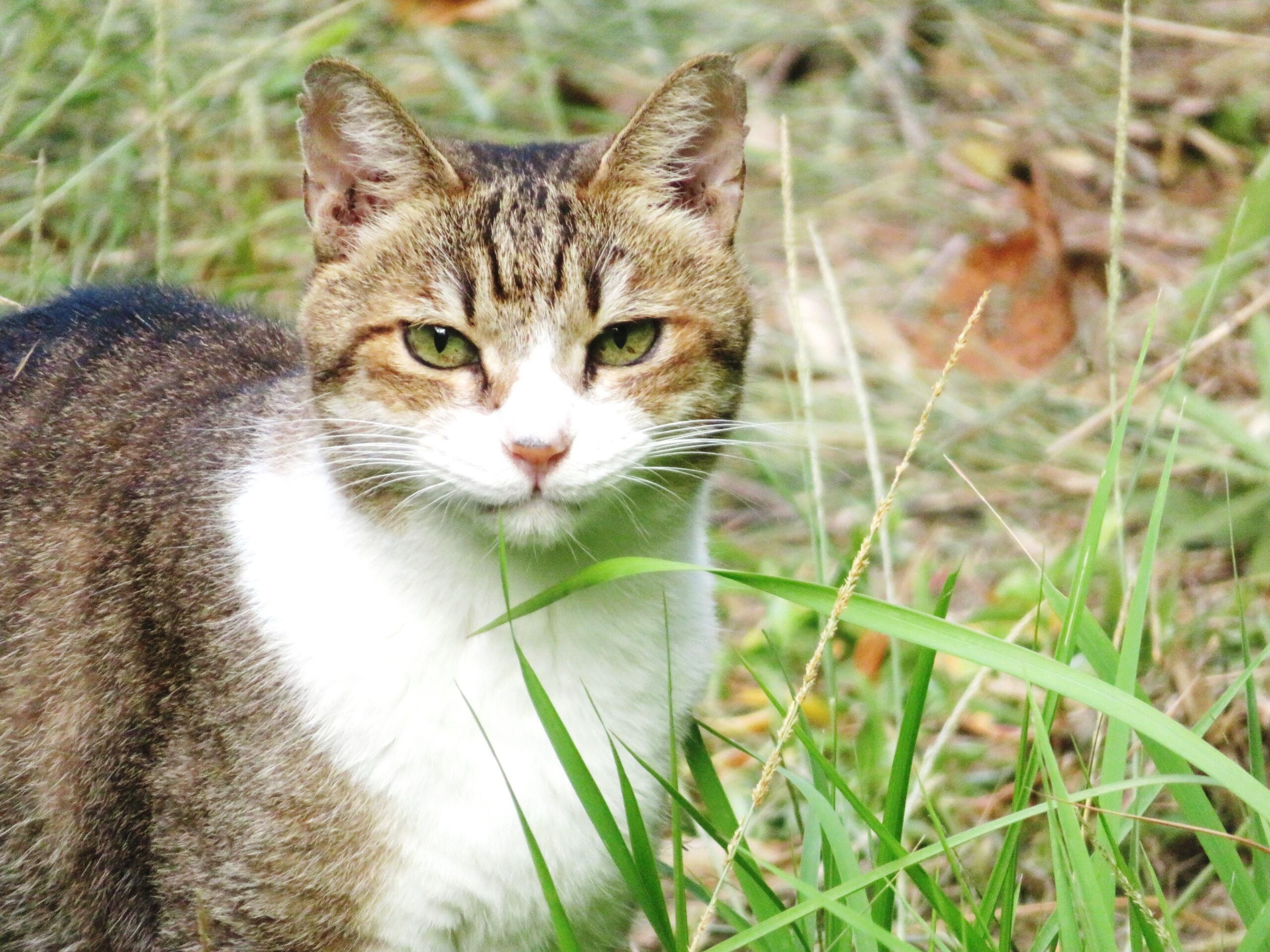 ねこ、風太　巡回