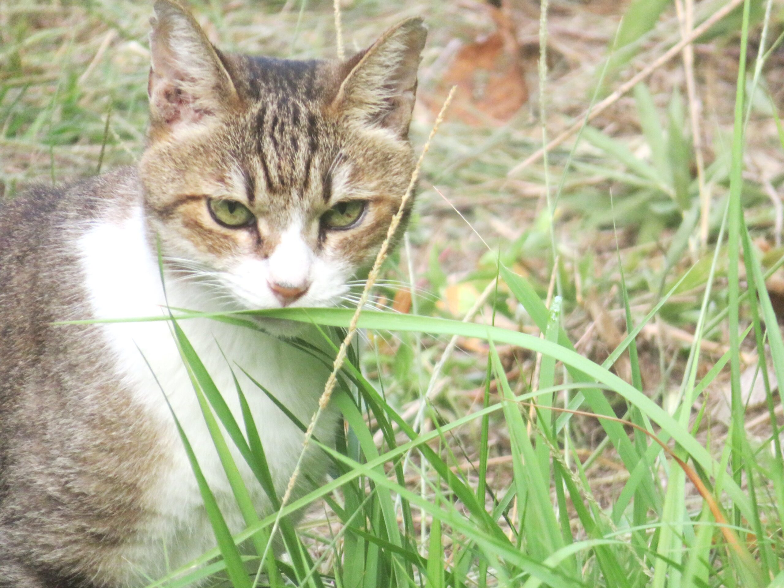 ねこ、風太　巡回