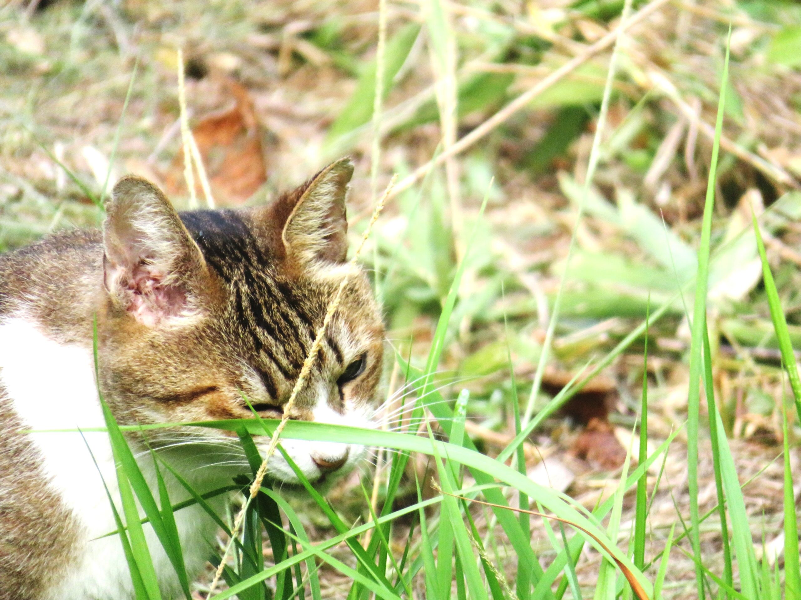 ねこ、風太　巡回