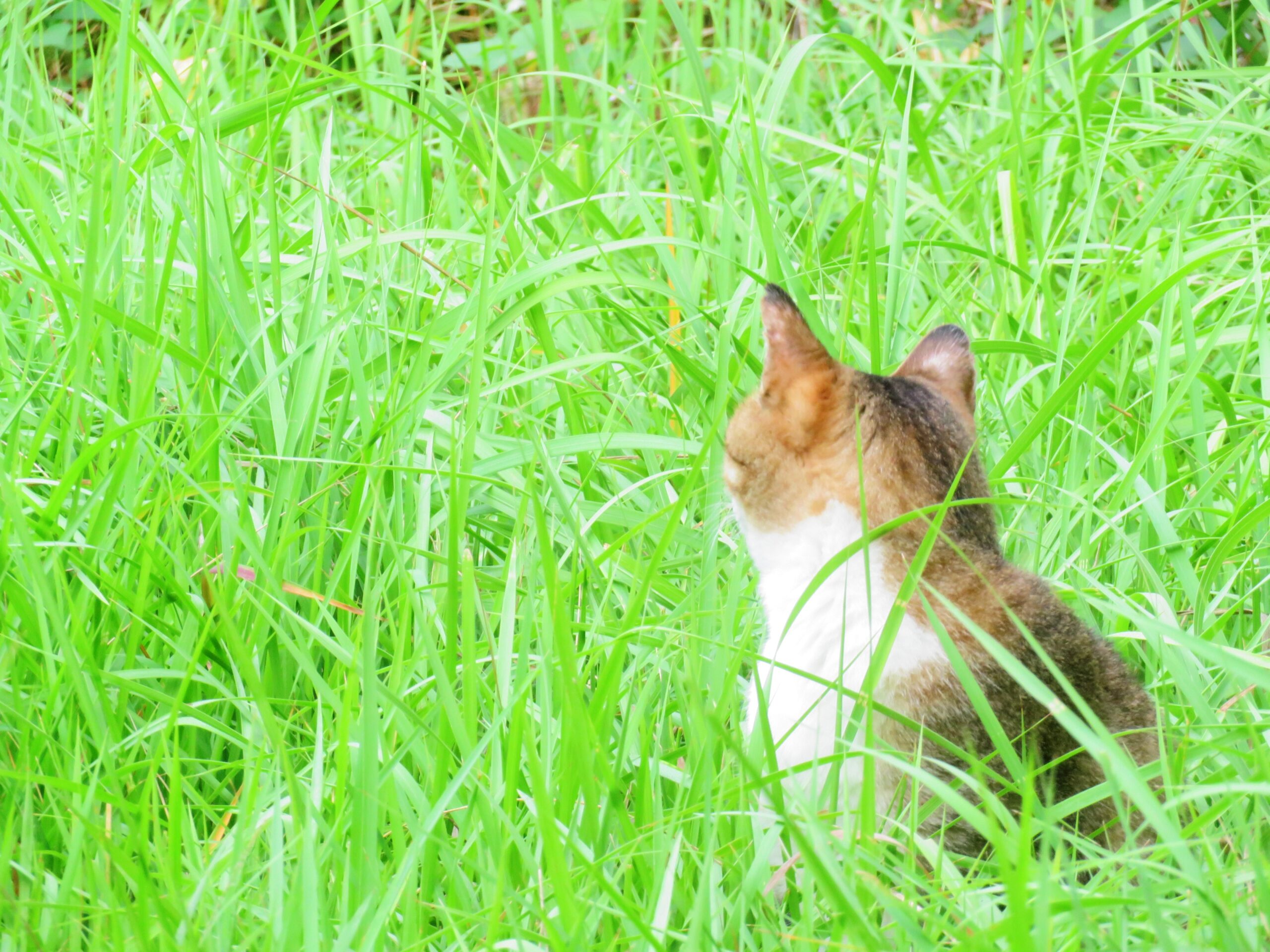 ねこ、風太　巡回