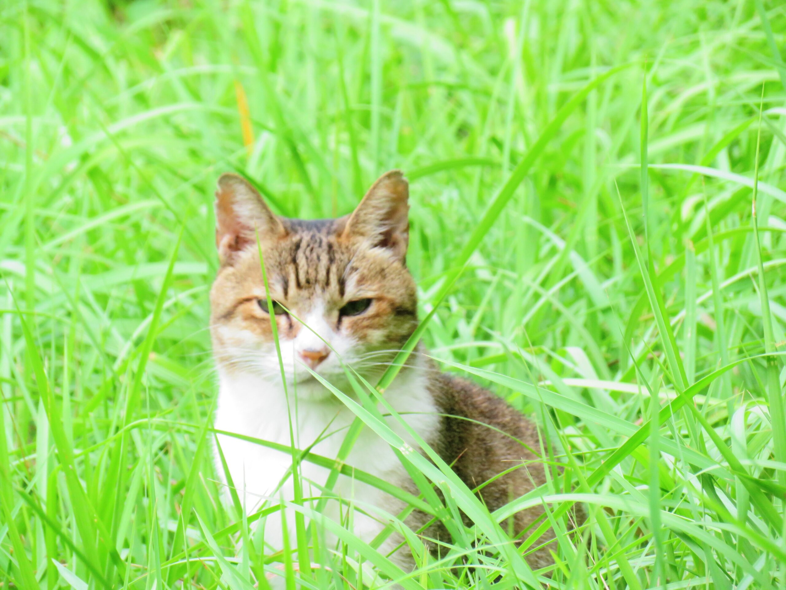 ねこ、風太　巡回