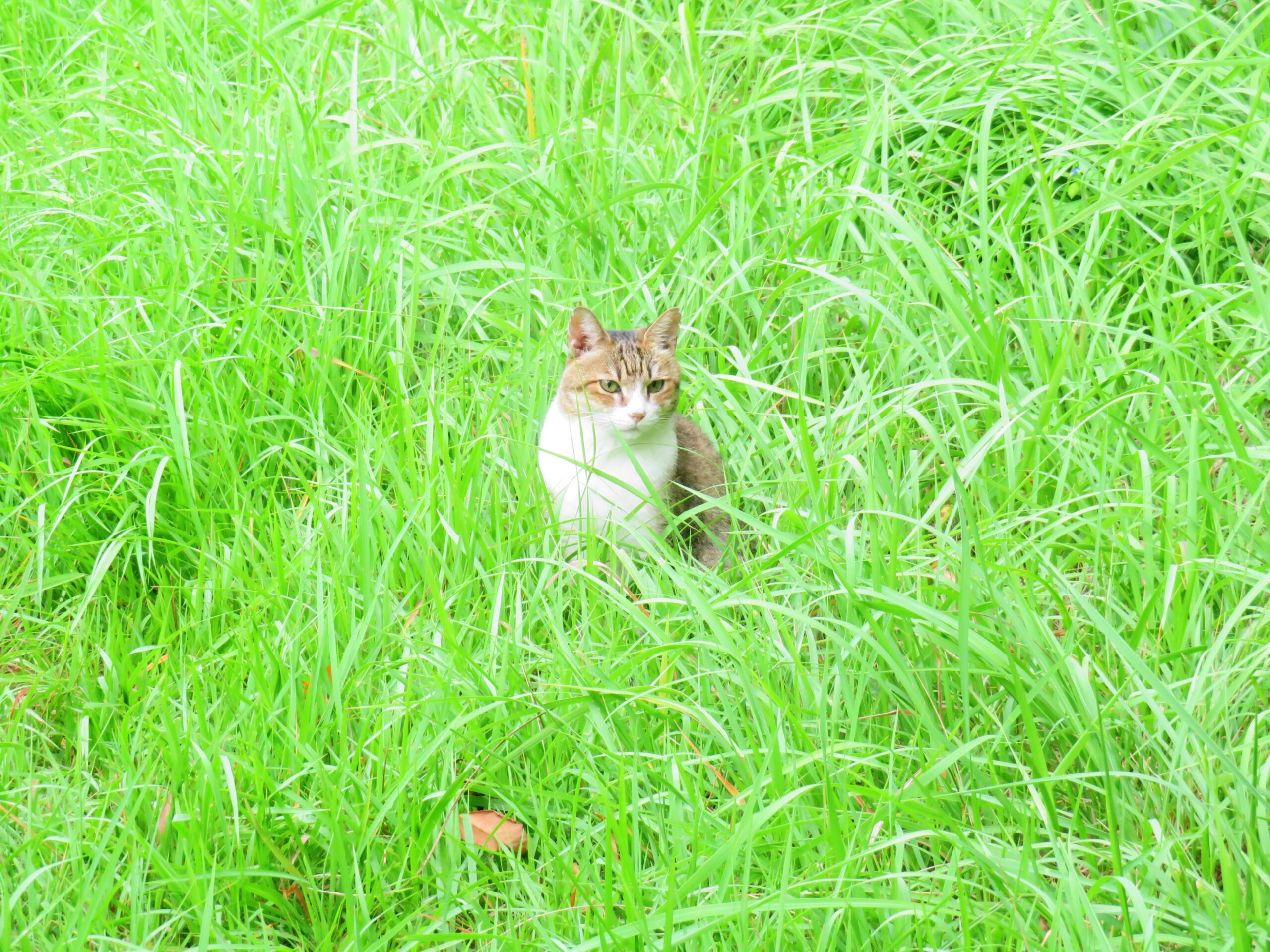 ねこ、風太　巡回