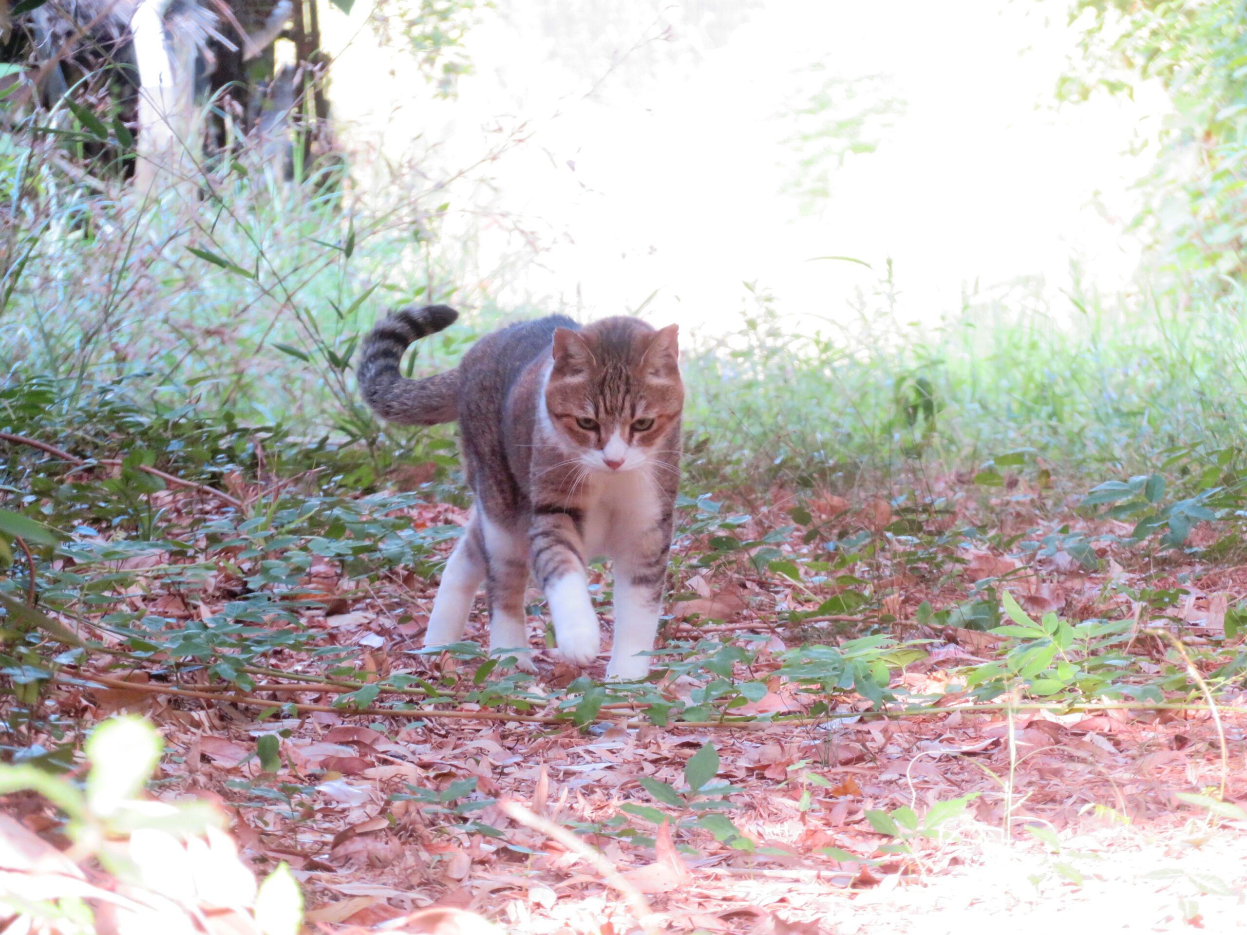 ねこ、風太　巡回