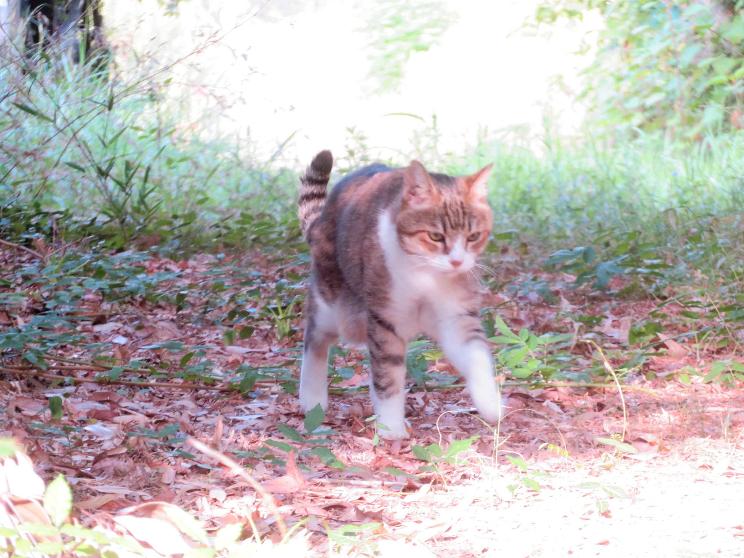 ねこ、風太　巡回