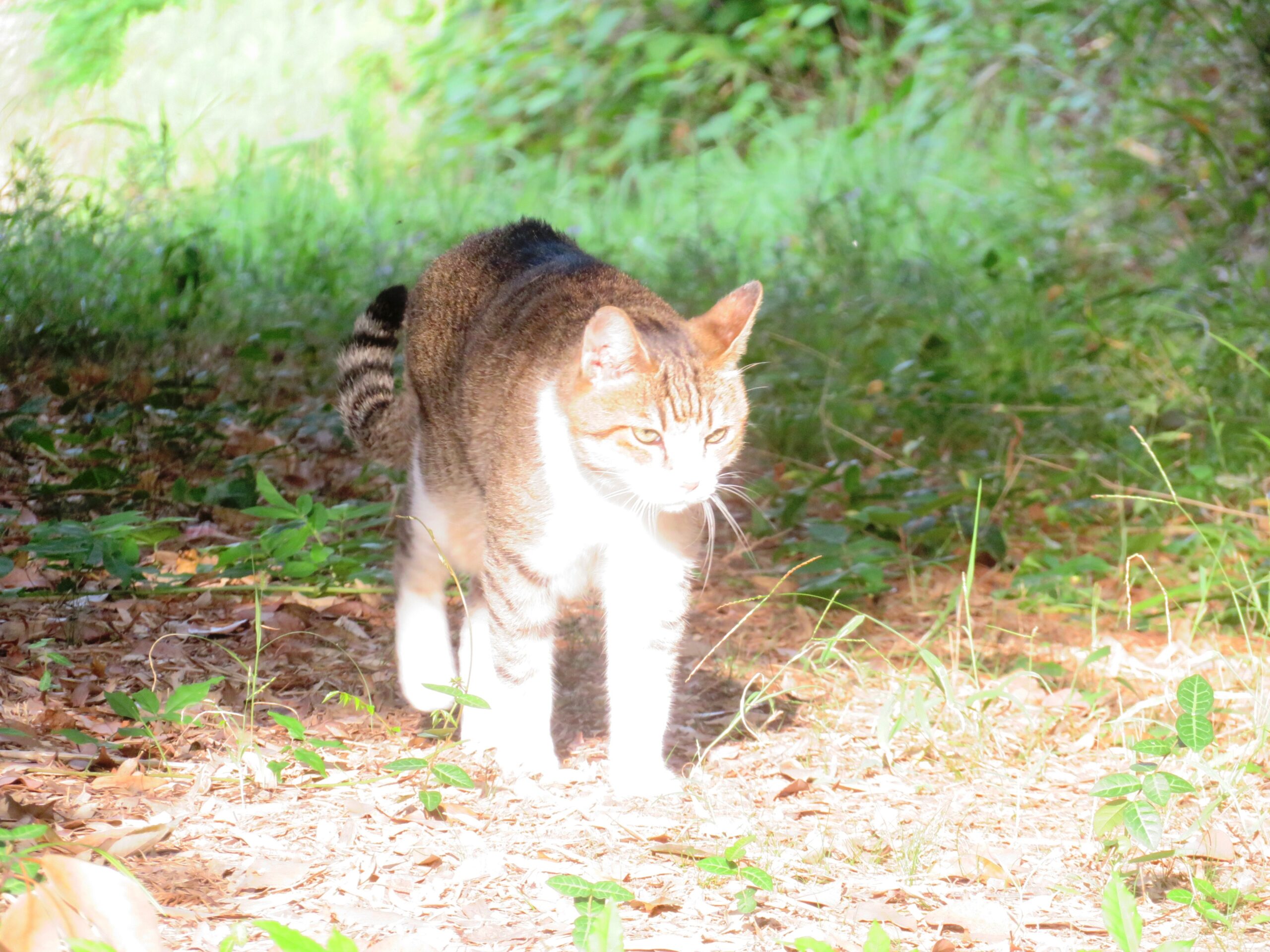 ねこ、風太　巡回