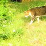 ねこ、風太　巡回