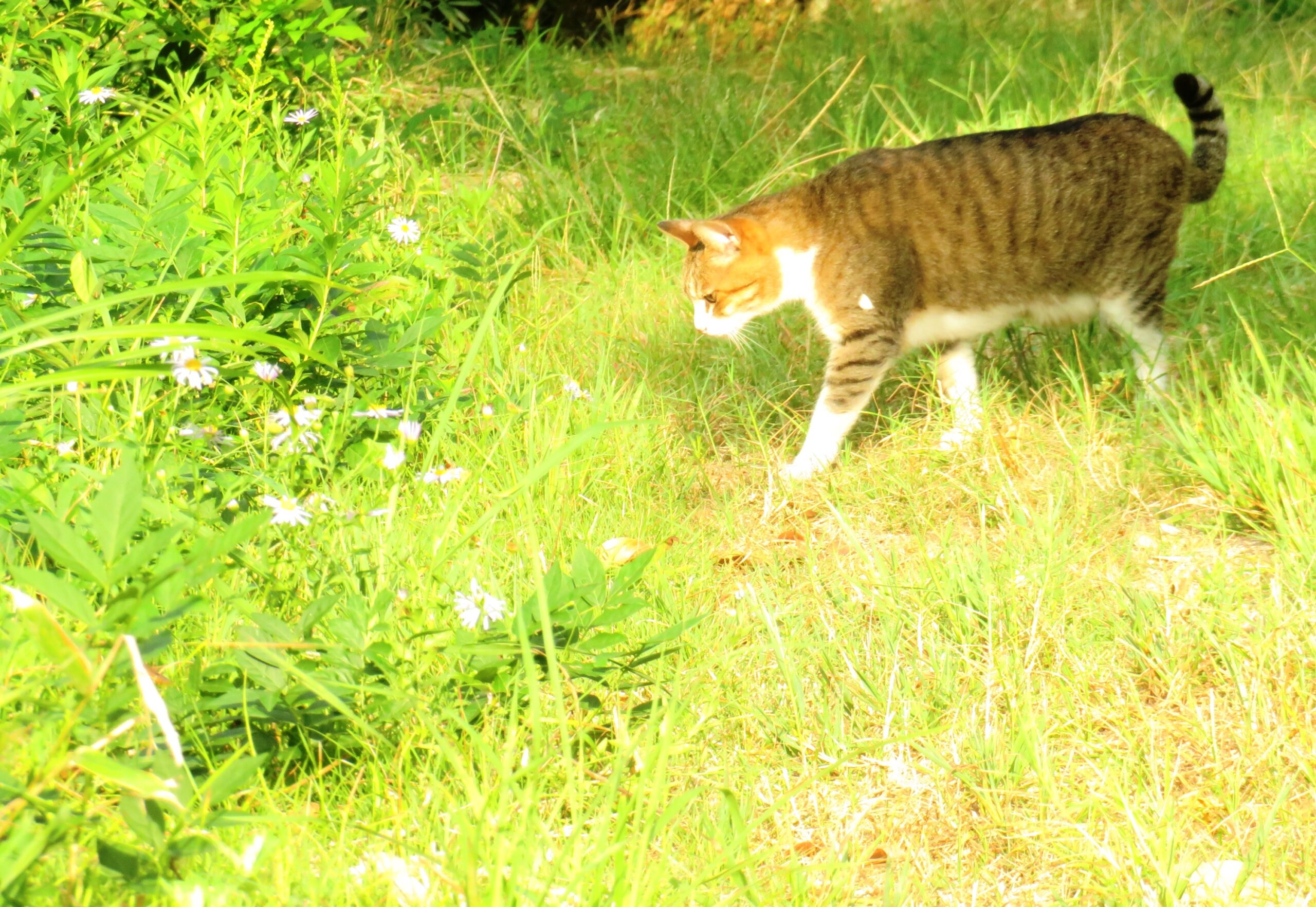 ねこ、風太　巡回