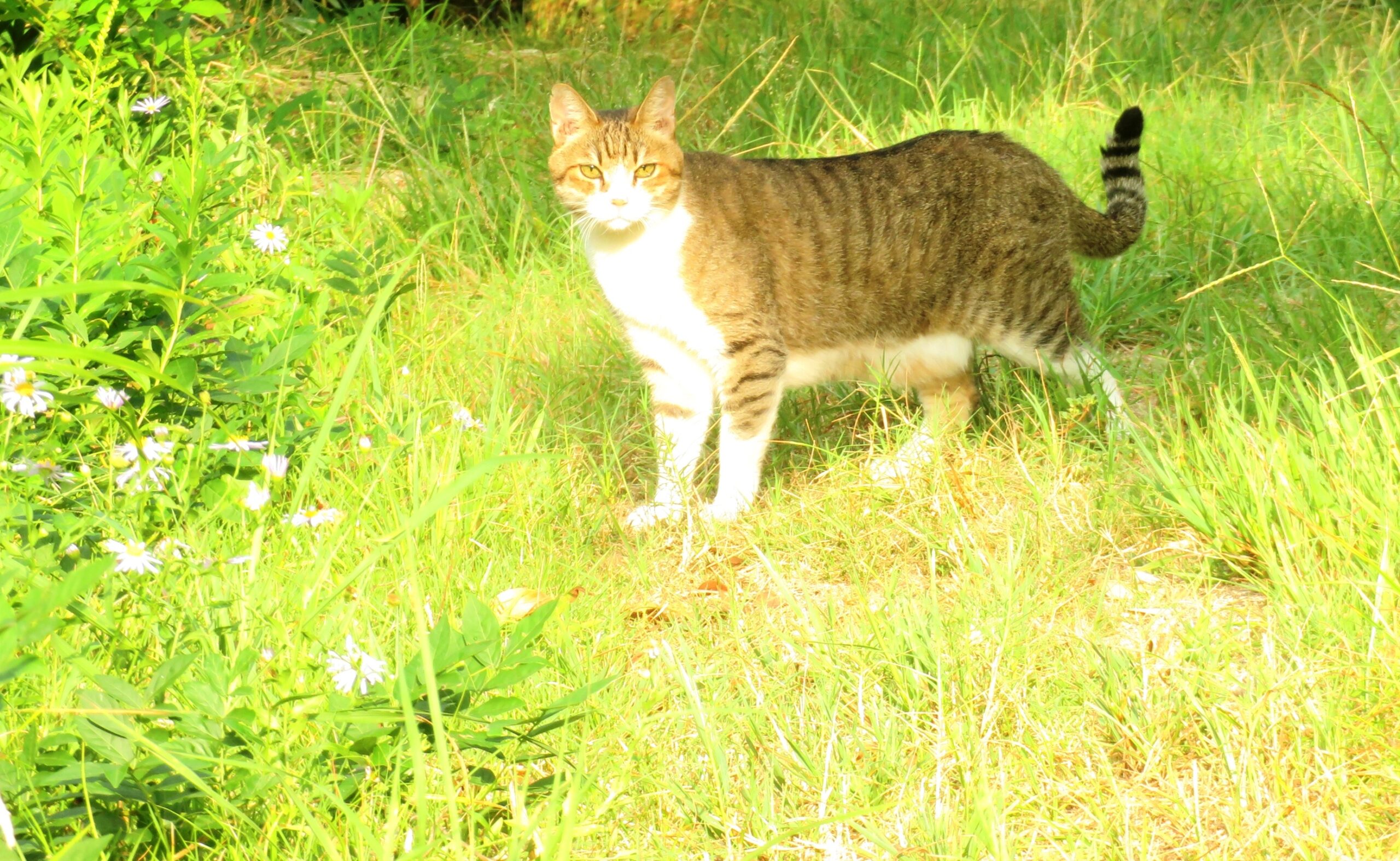 ねこ、風太　巡回