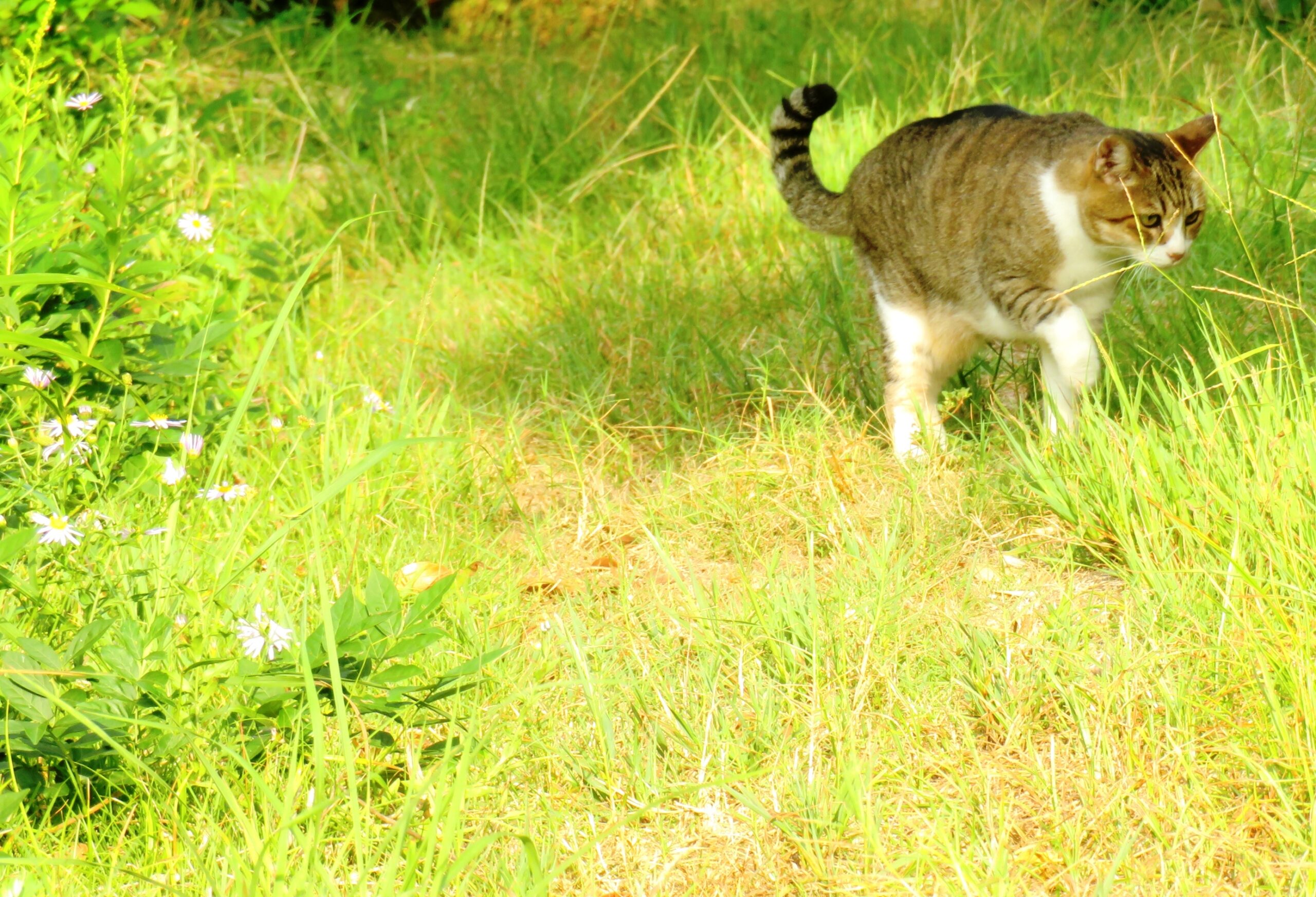 ねこ、風太　巡回