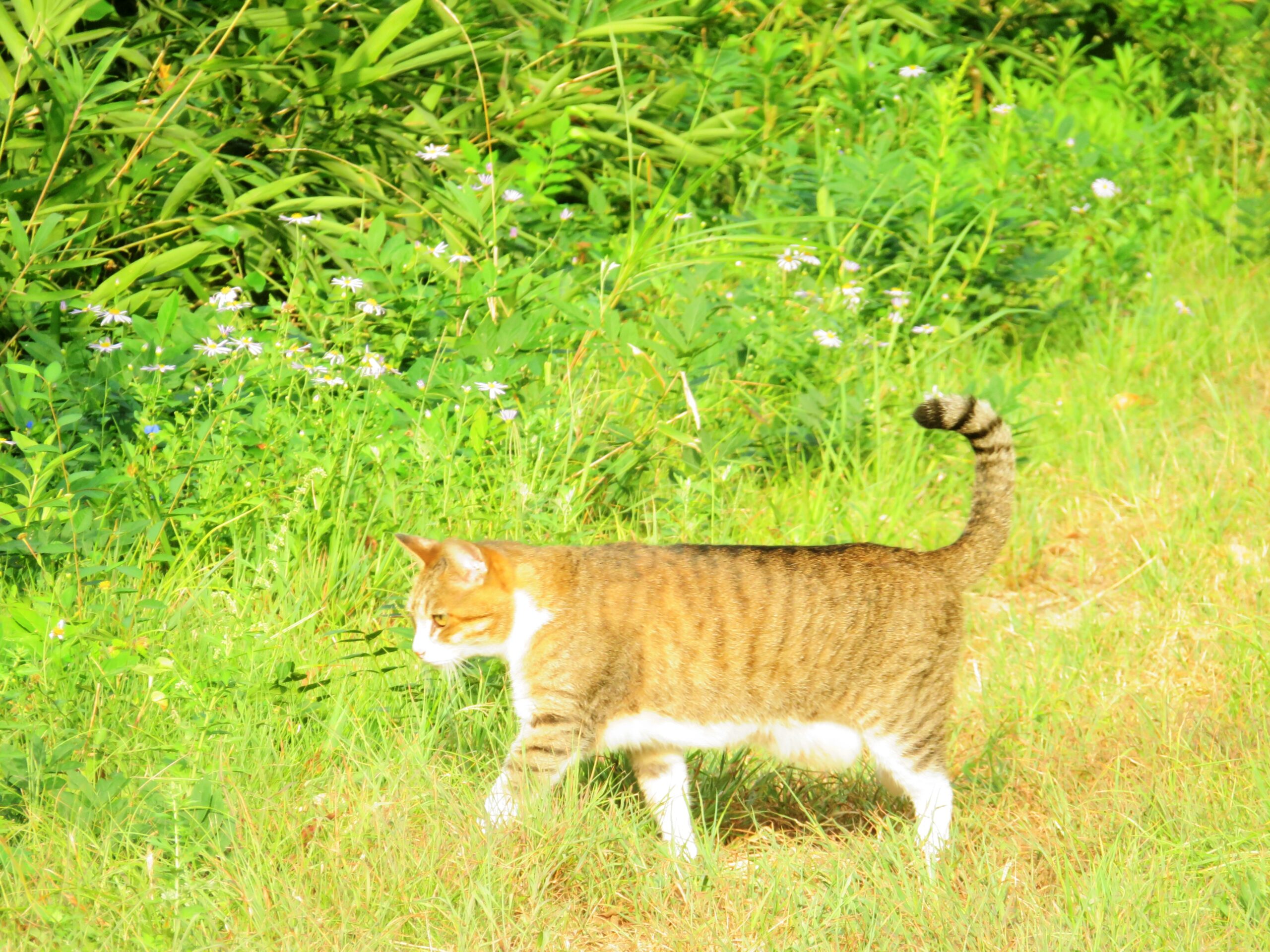 ねこ、風太　巡回