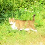 ねこ、風太　巡回