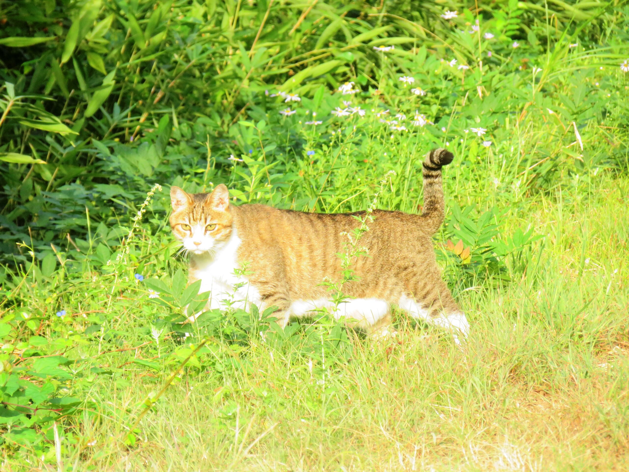 ねこ、風太　巡回