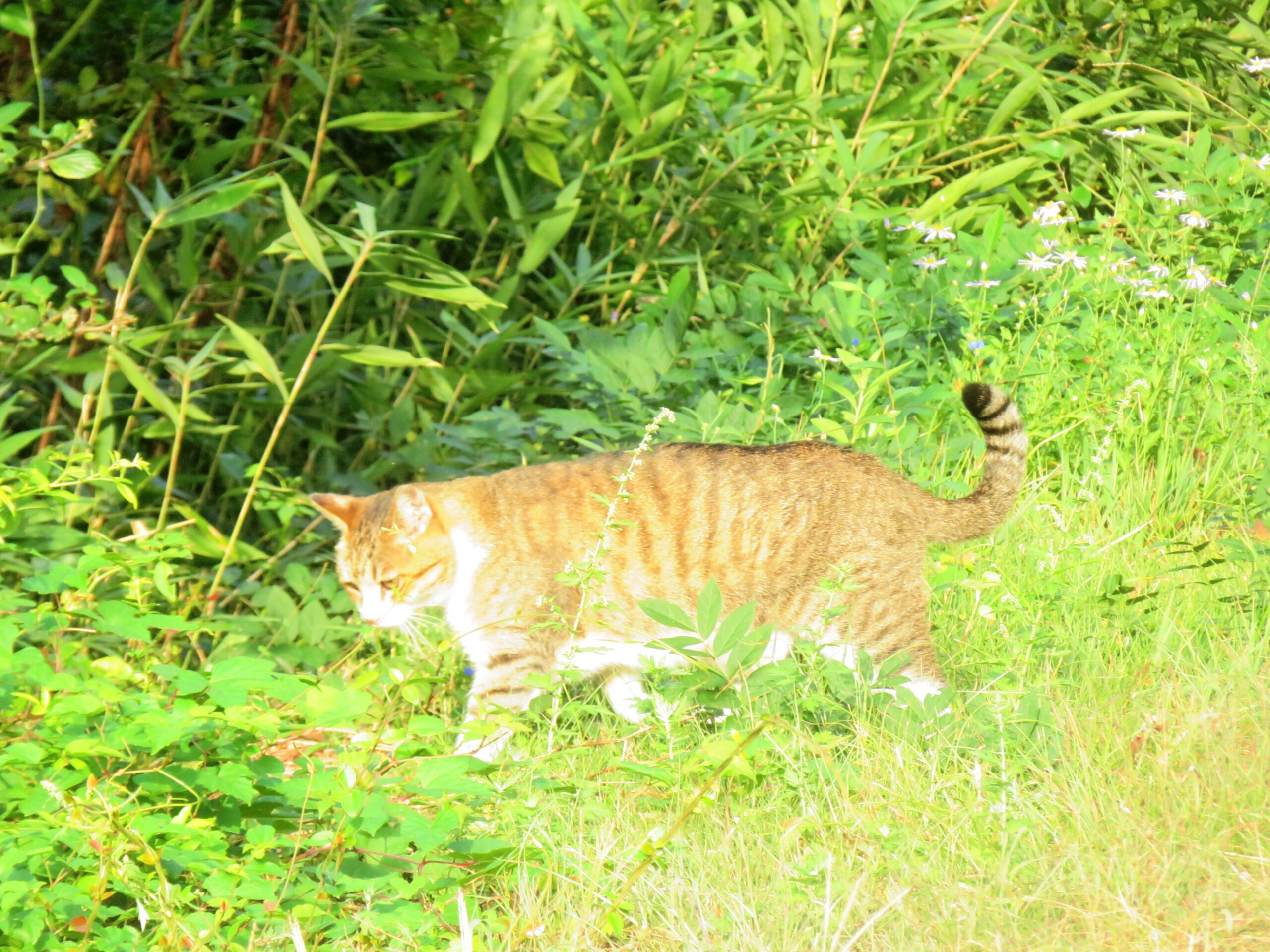 ねこ、風太　巡回