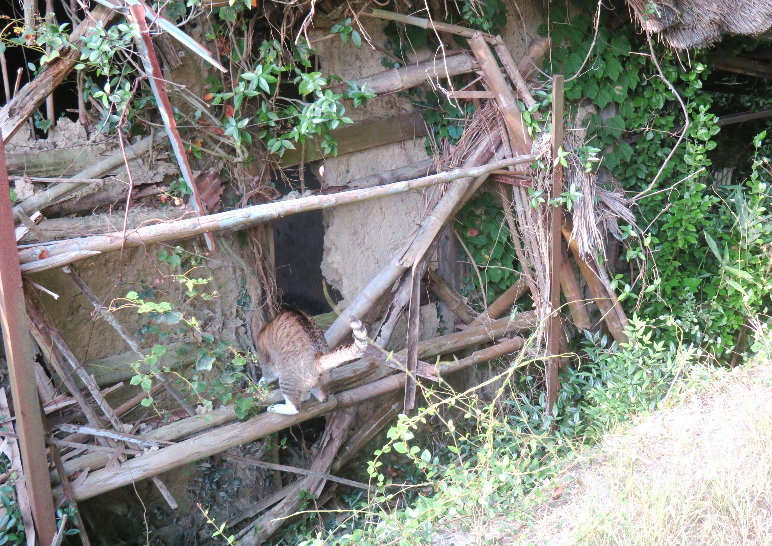 ねこ、風太　巡回