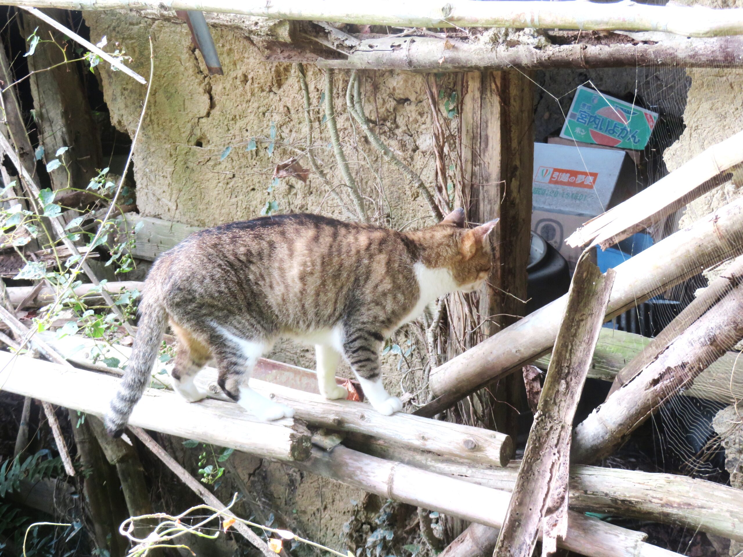 ねこ、風太　巡回