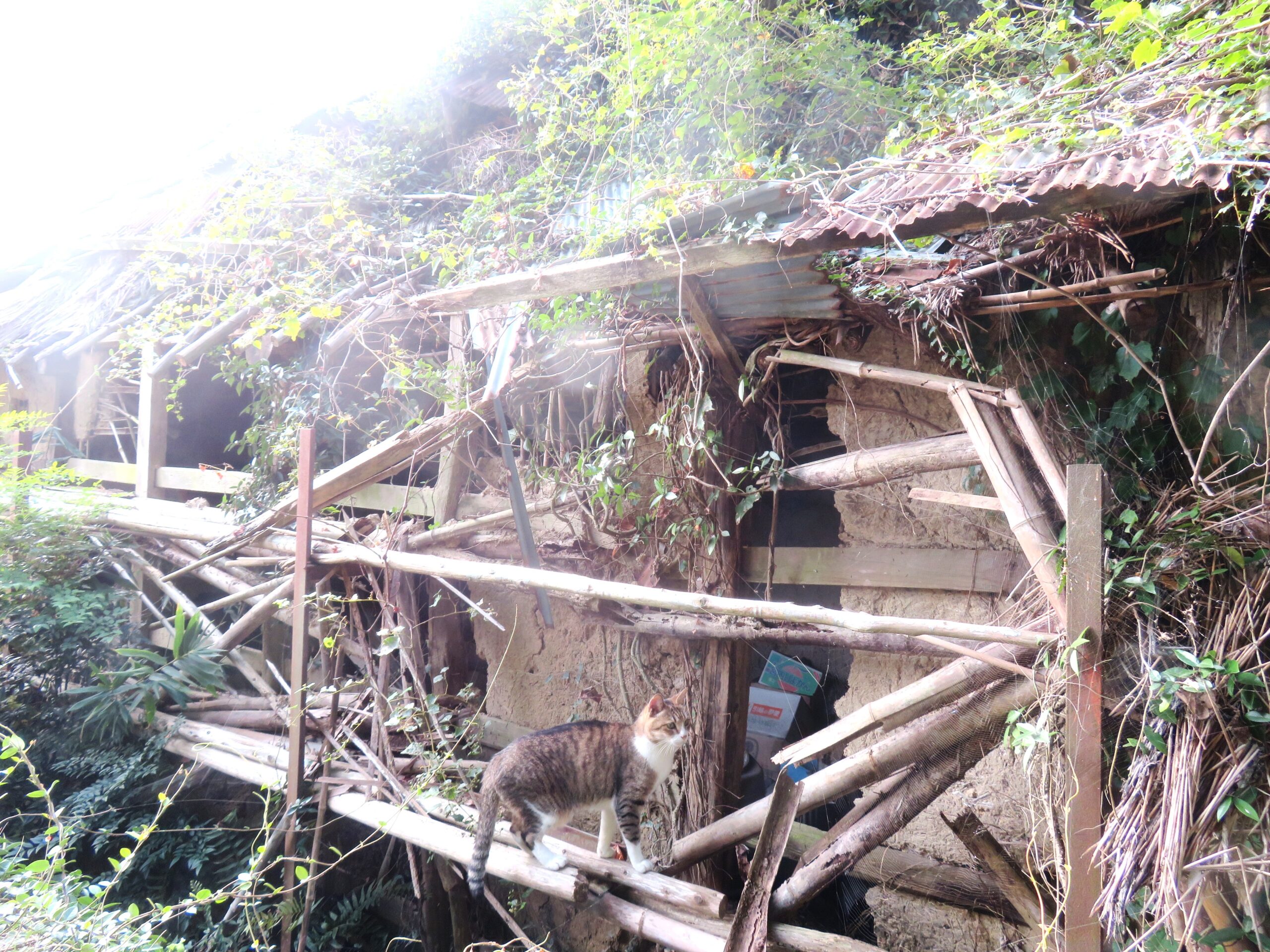 ねこ、風太　巡回