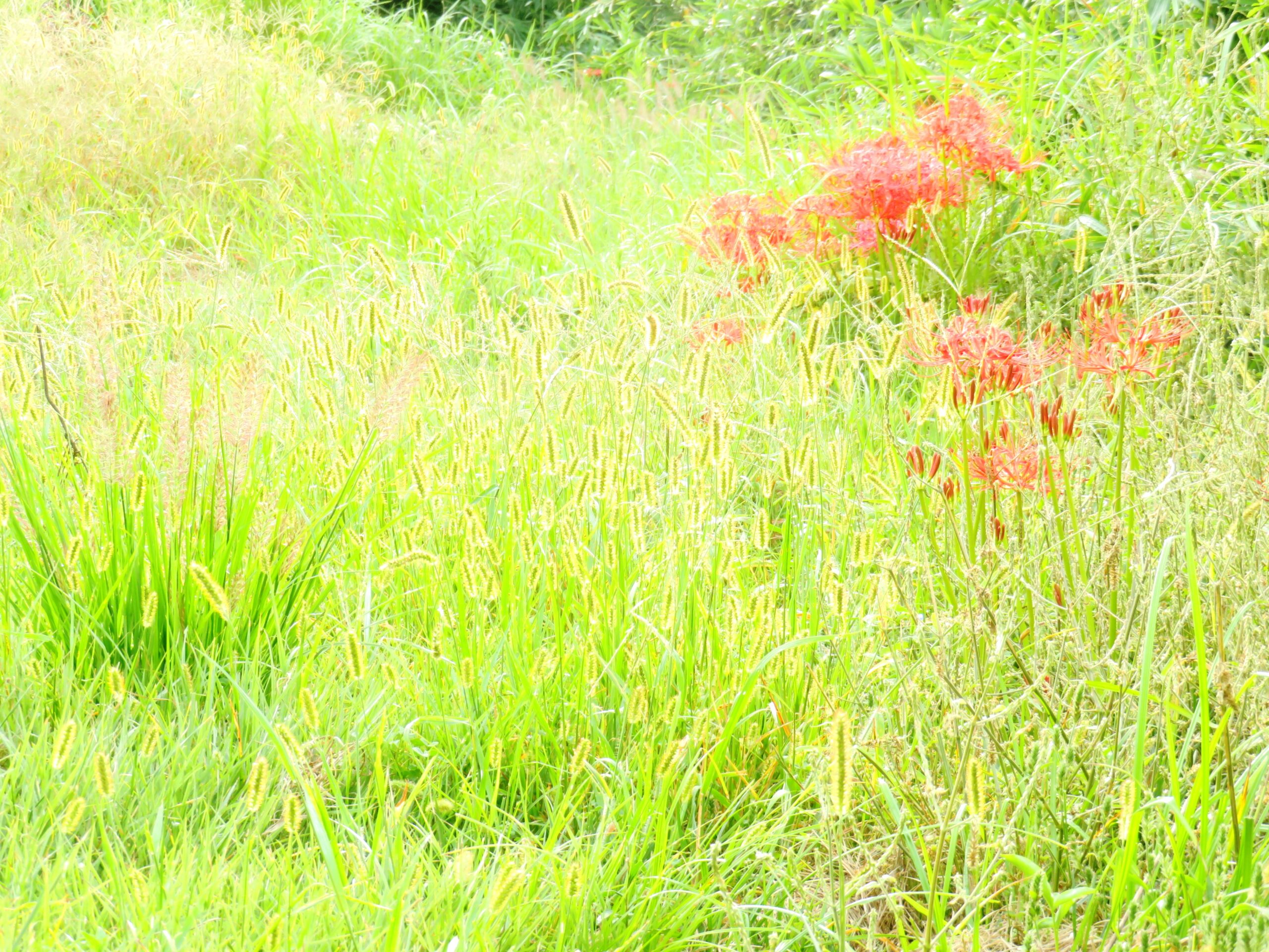 仲秋の朝　チカラシバ（力芝）と曼殊沙華