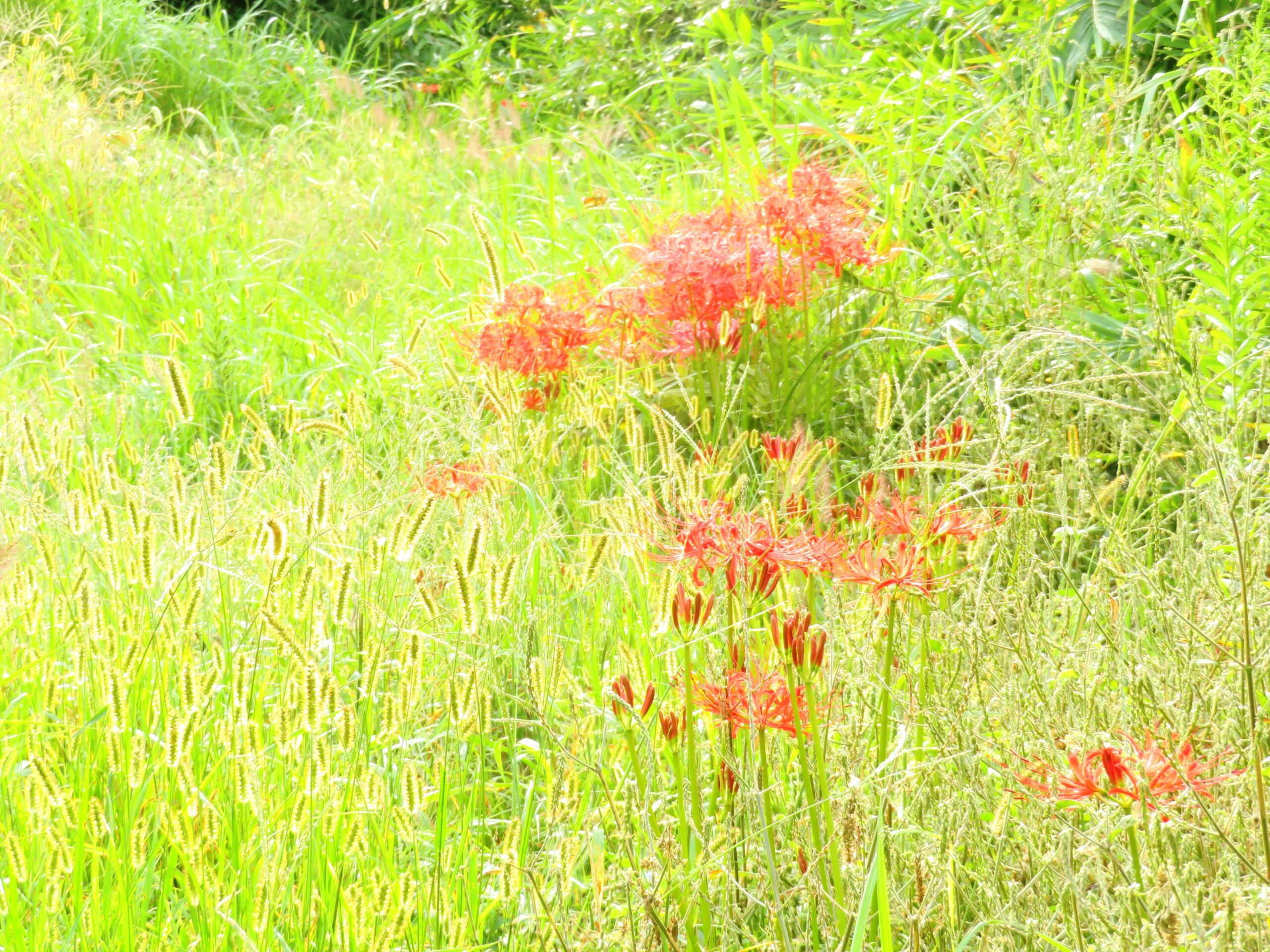 仲秋の朝　ネコジャラシと曼殊沙華