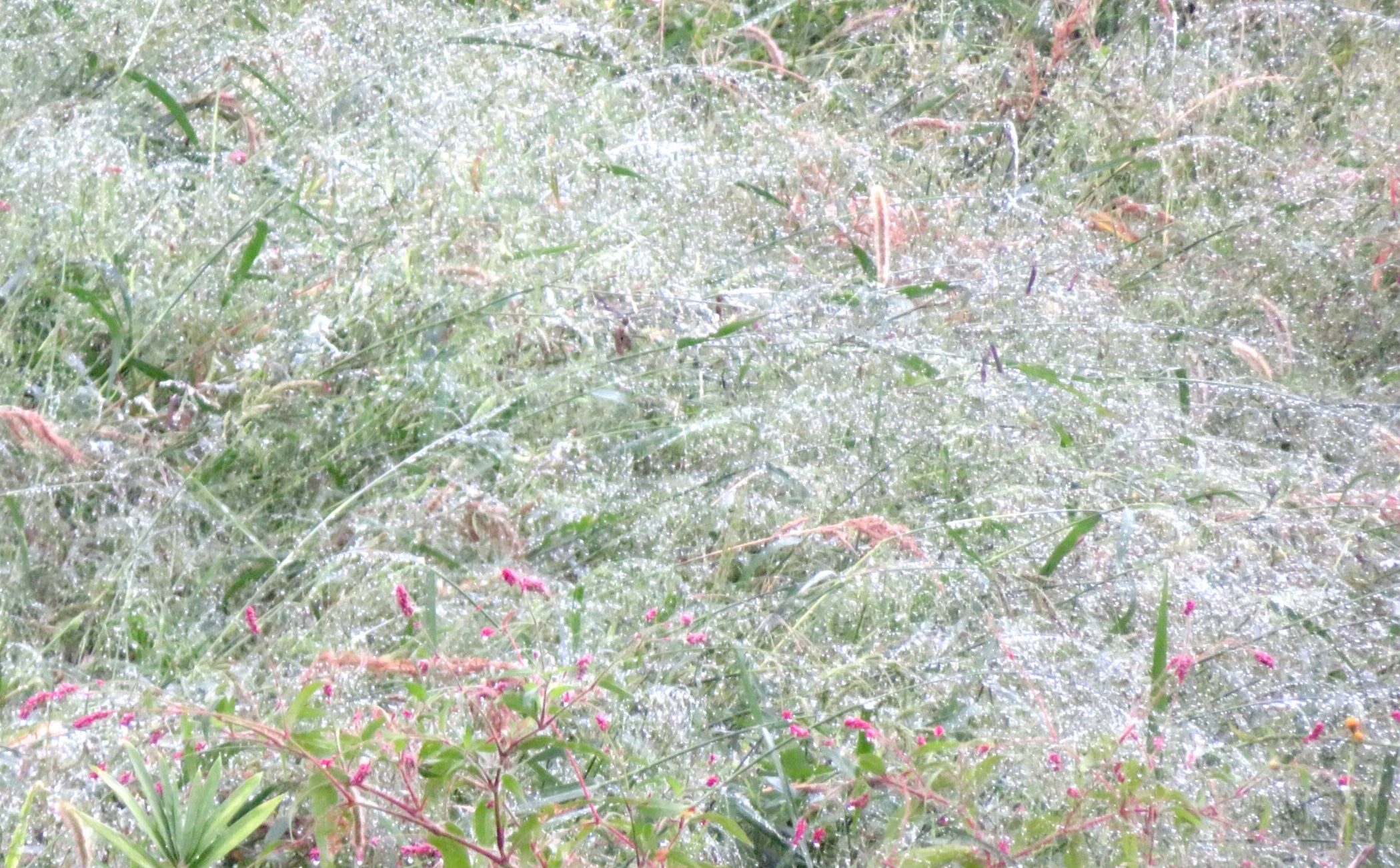 仲秋の雨