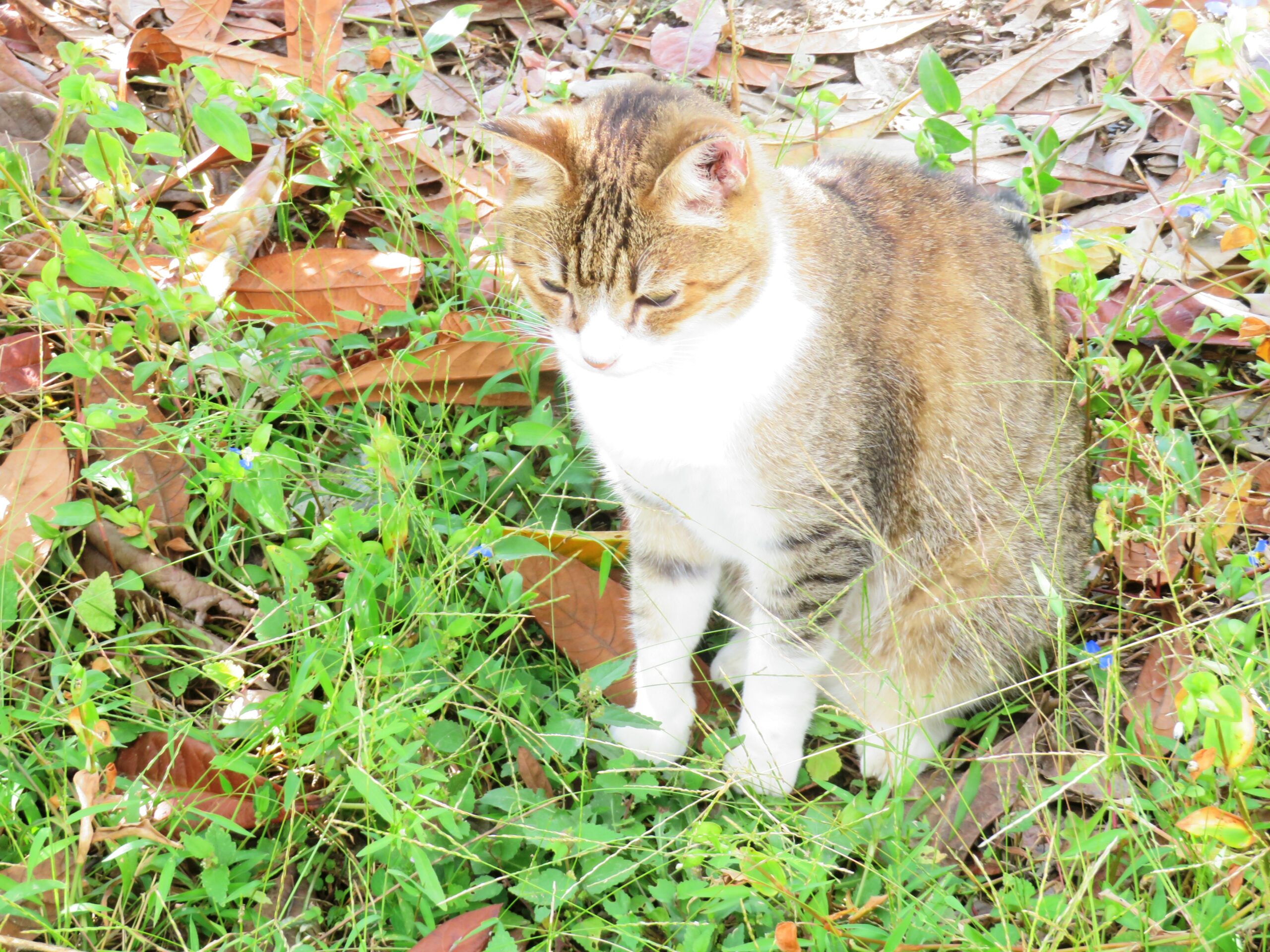 ねこ、風太　木陰