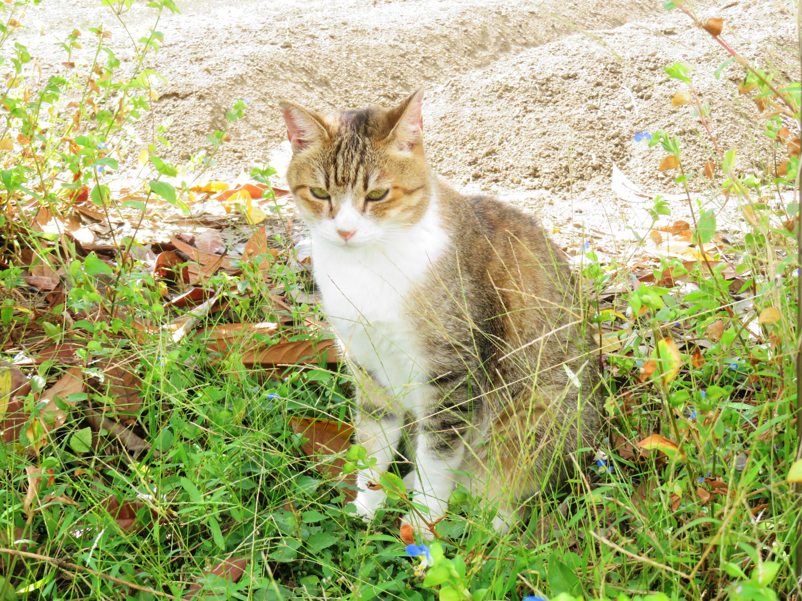 ねこ、風太　木陰