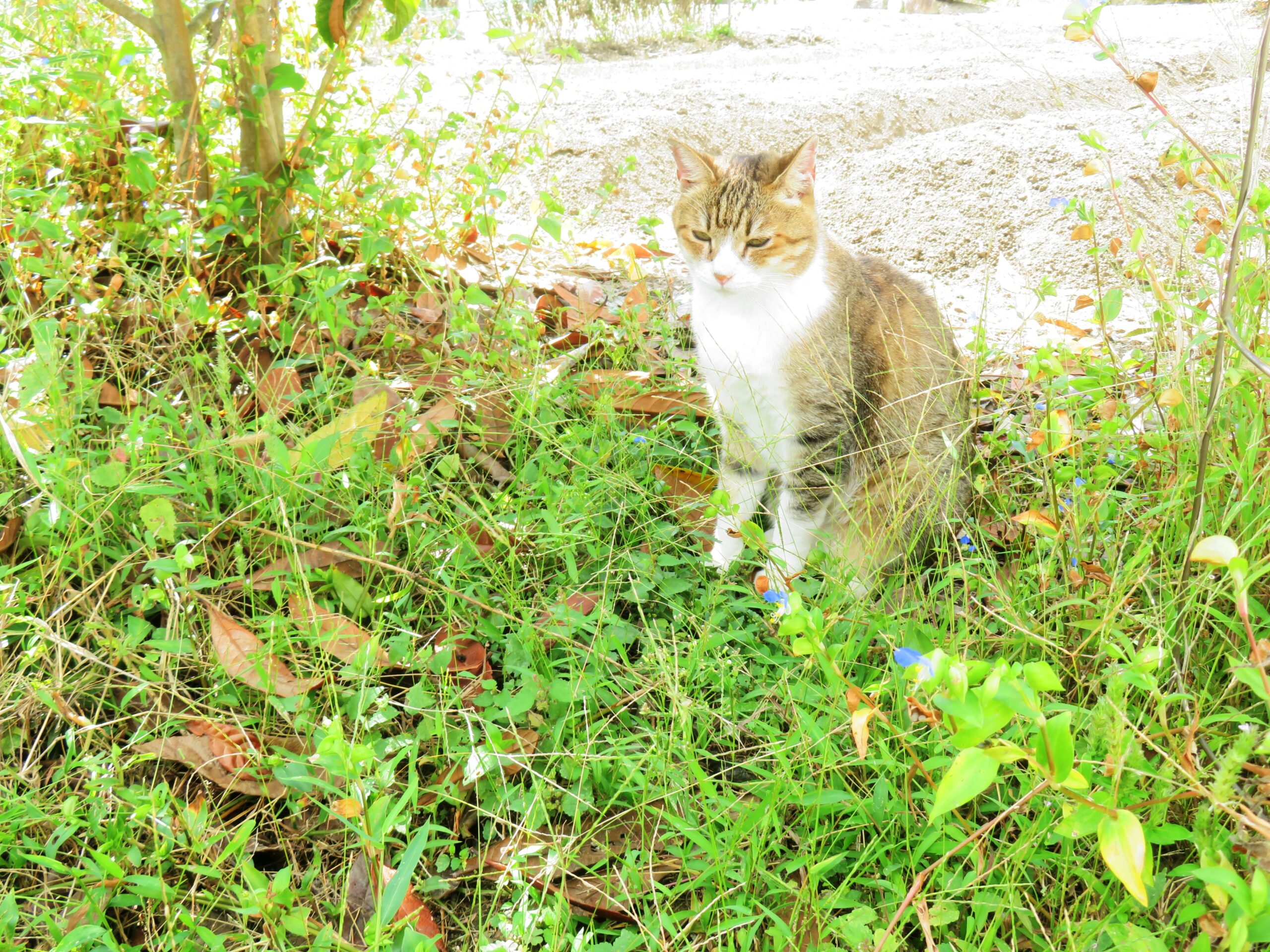 ねこ、風太　木陰