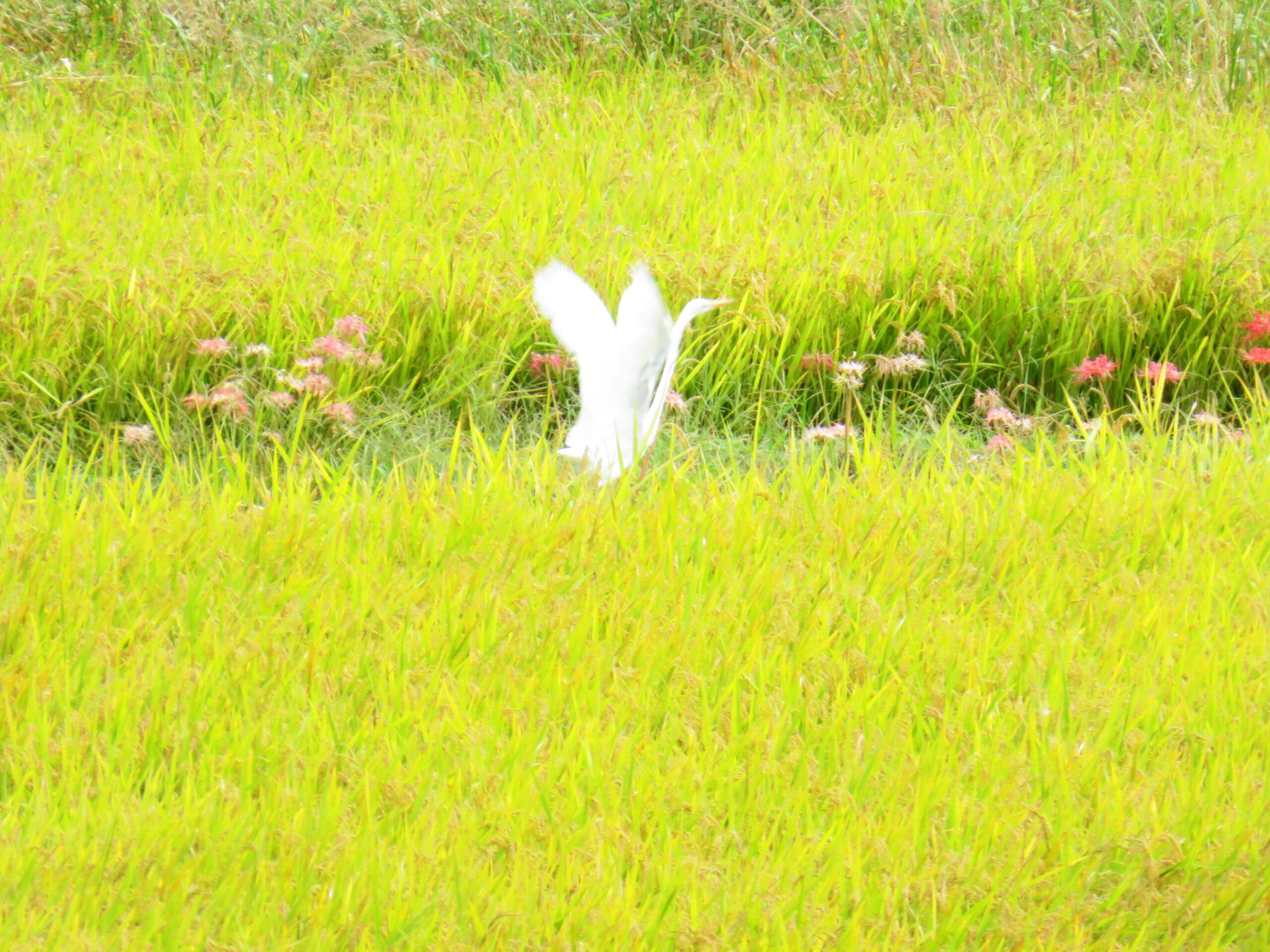 晩秋の快晴の田舎