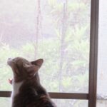 ねこ、風太　ゴロゴロ