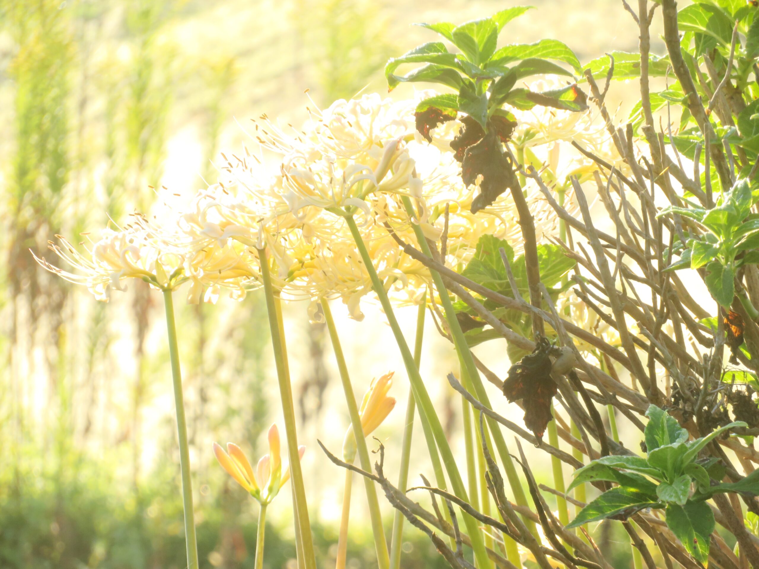 白曼殊沙華と朝露