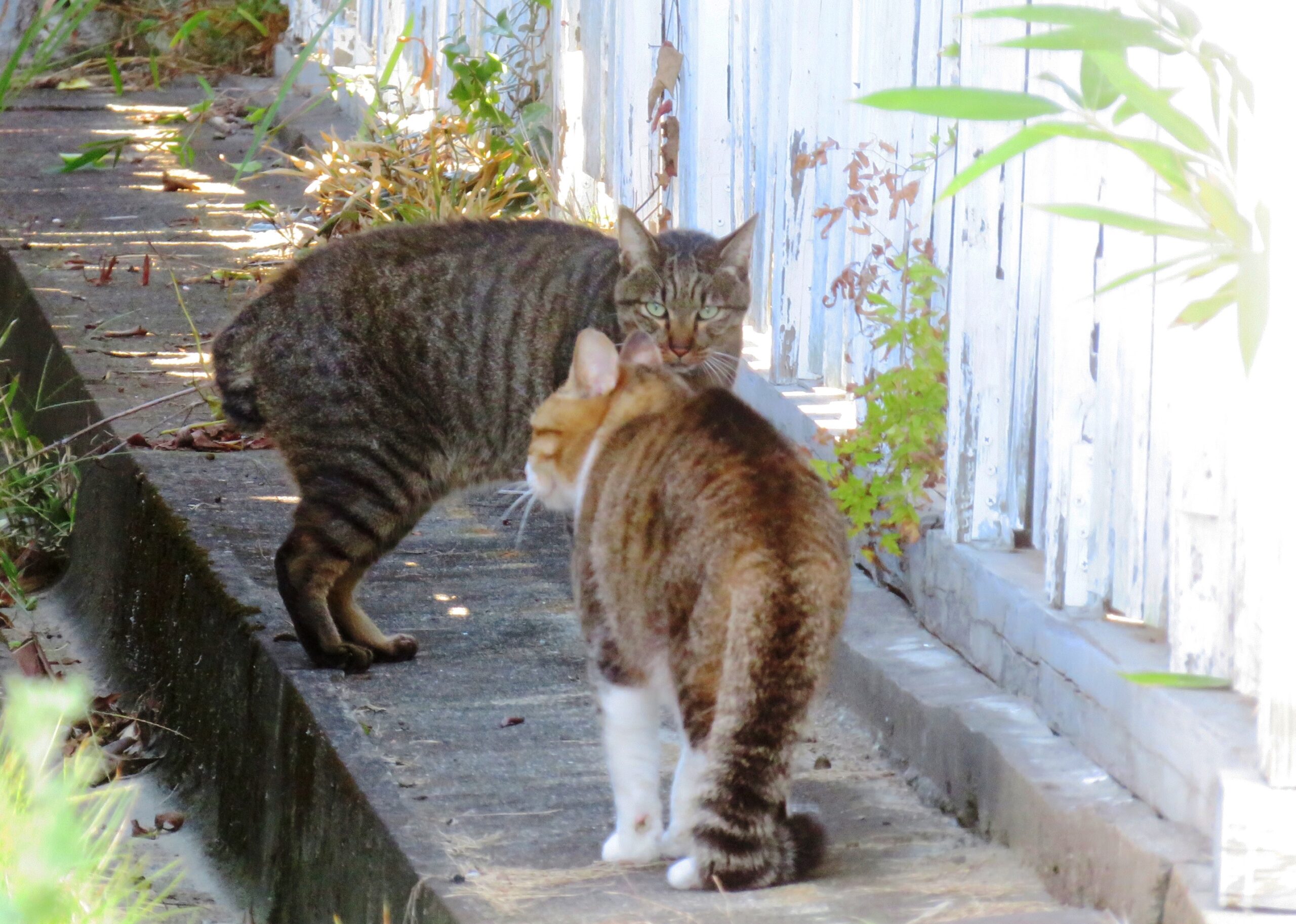 ねこ、風太　巡回