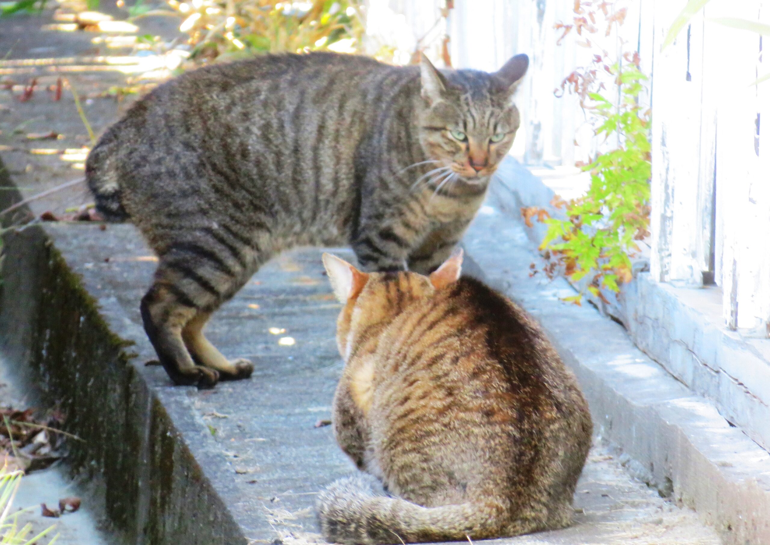 ねこ、風太　巡回