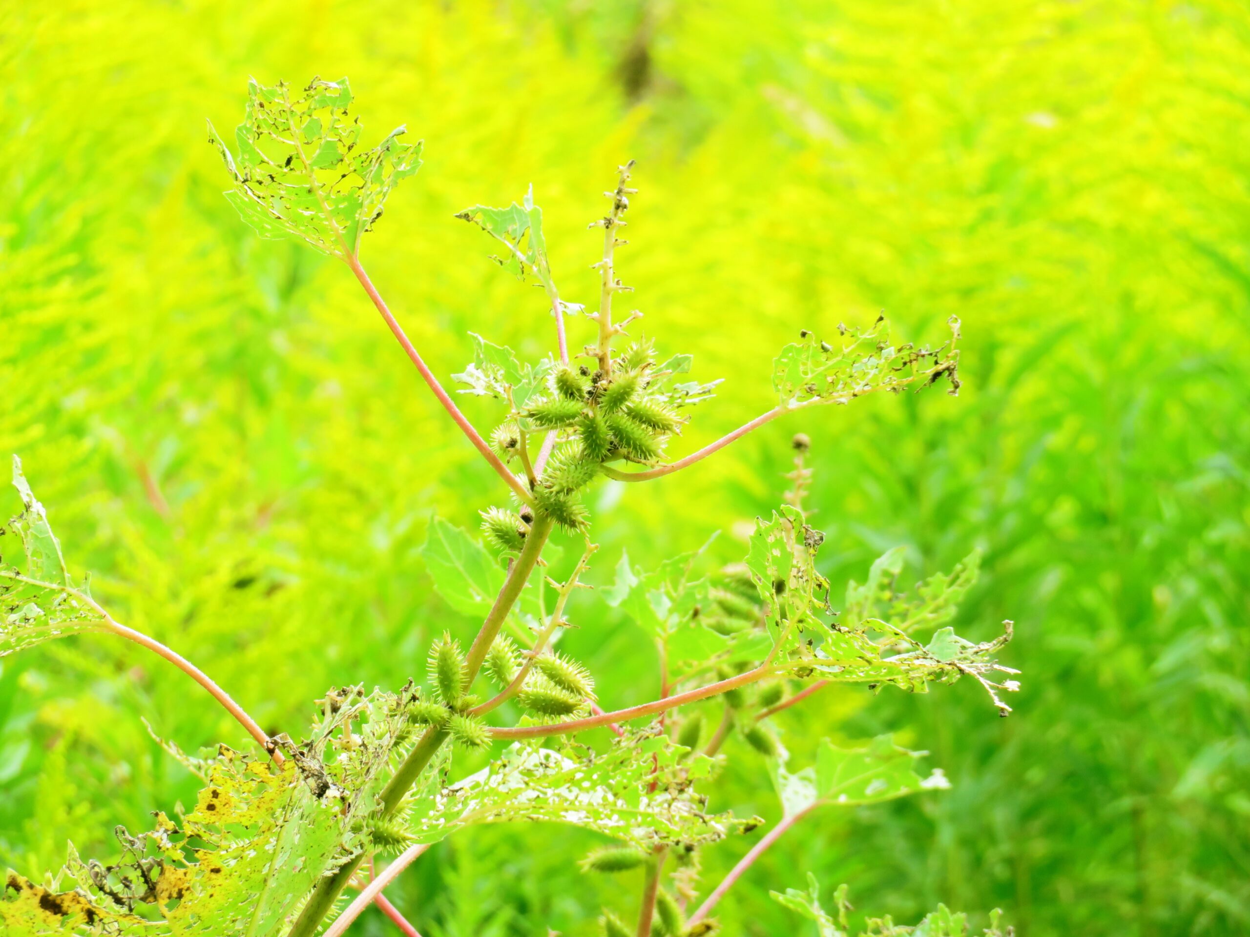 引っ付き虫（オオオナモミ（大雄生揉））