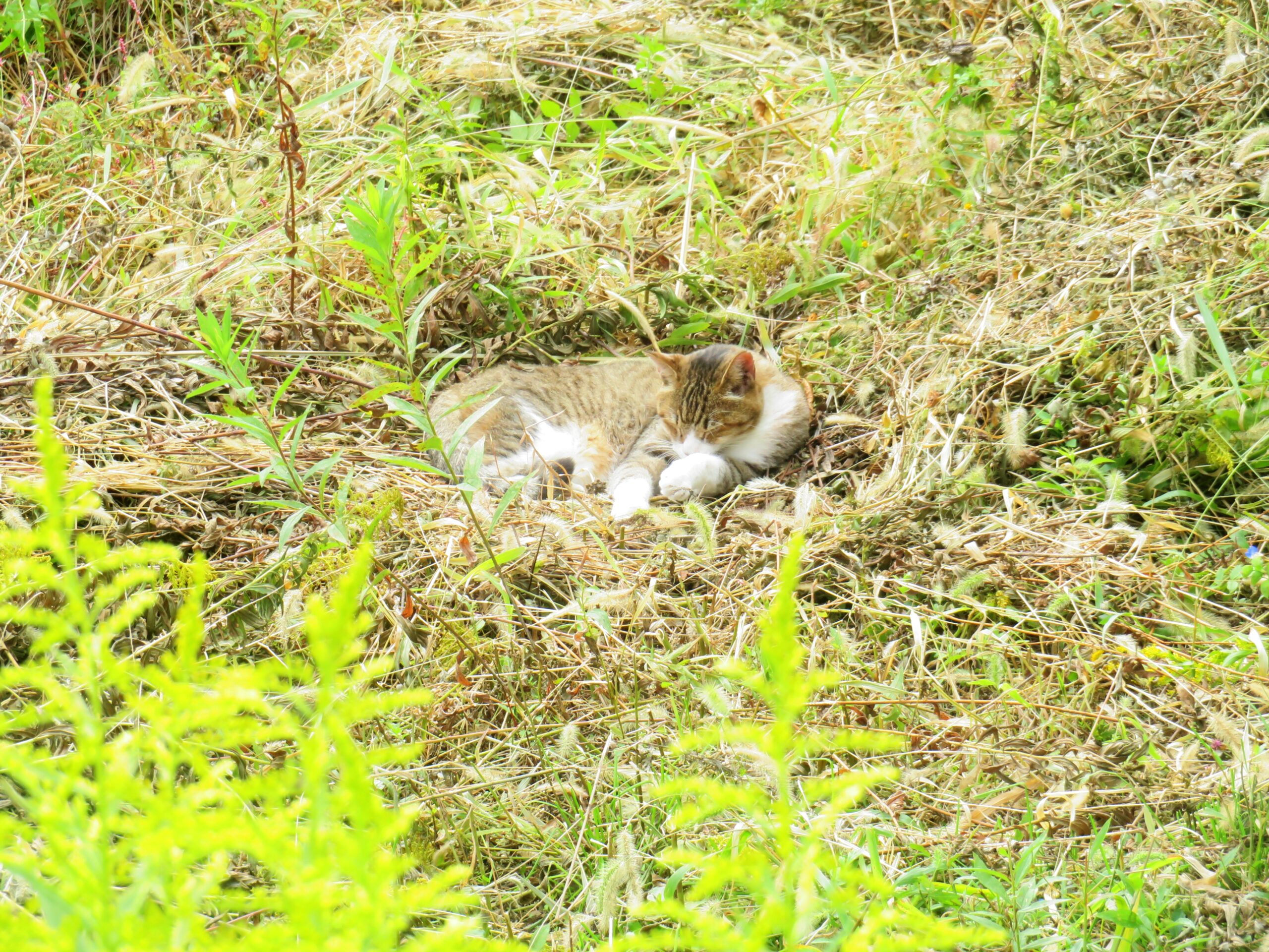 ねこ、風太　巡回