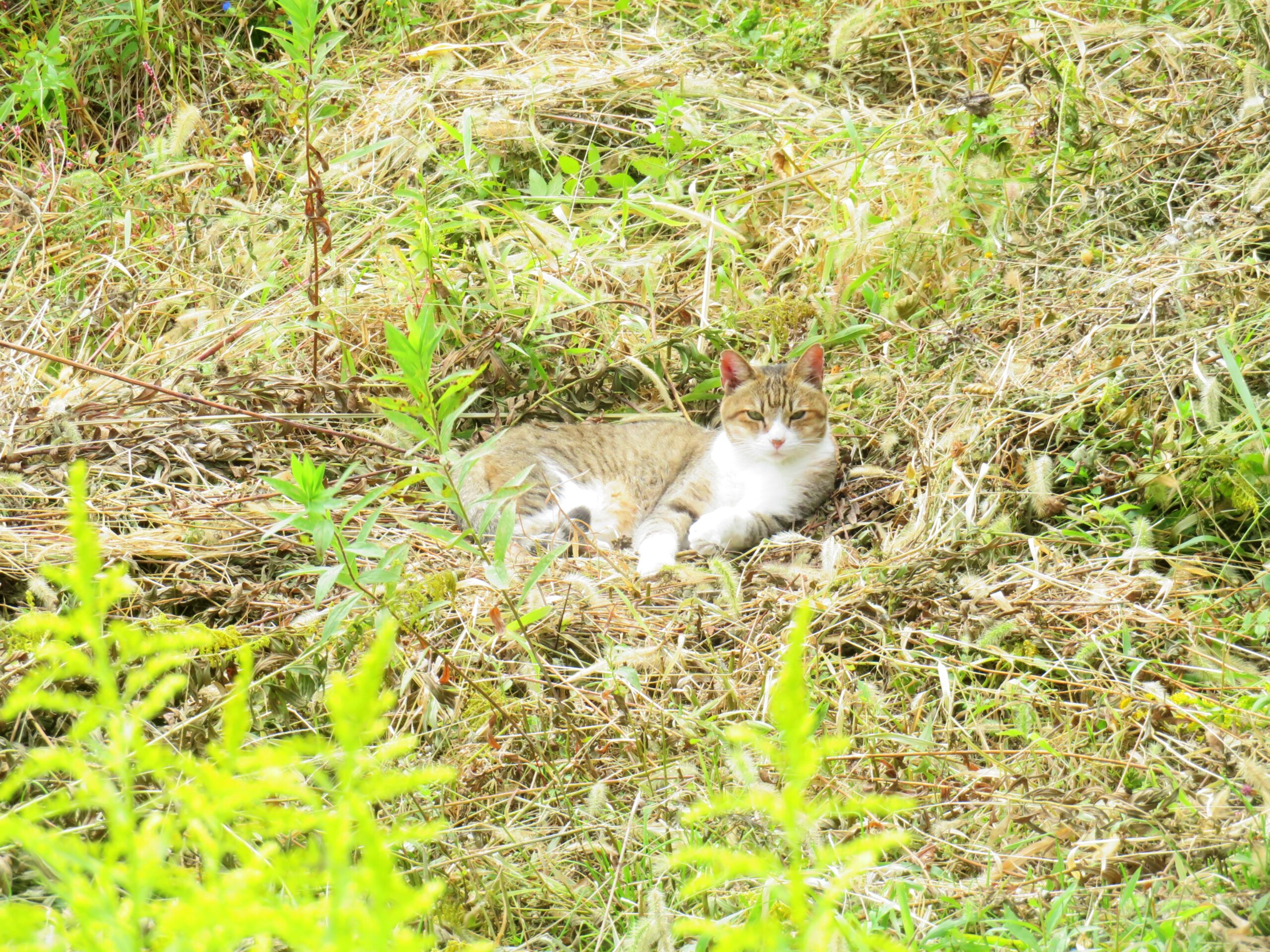 ねこ、風太　巡回