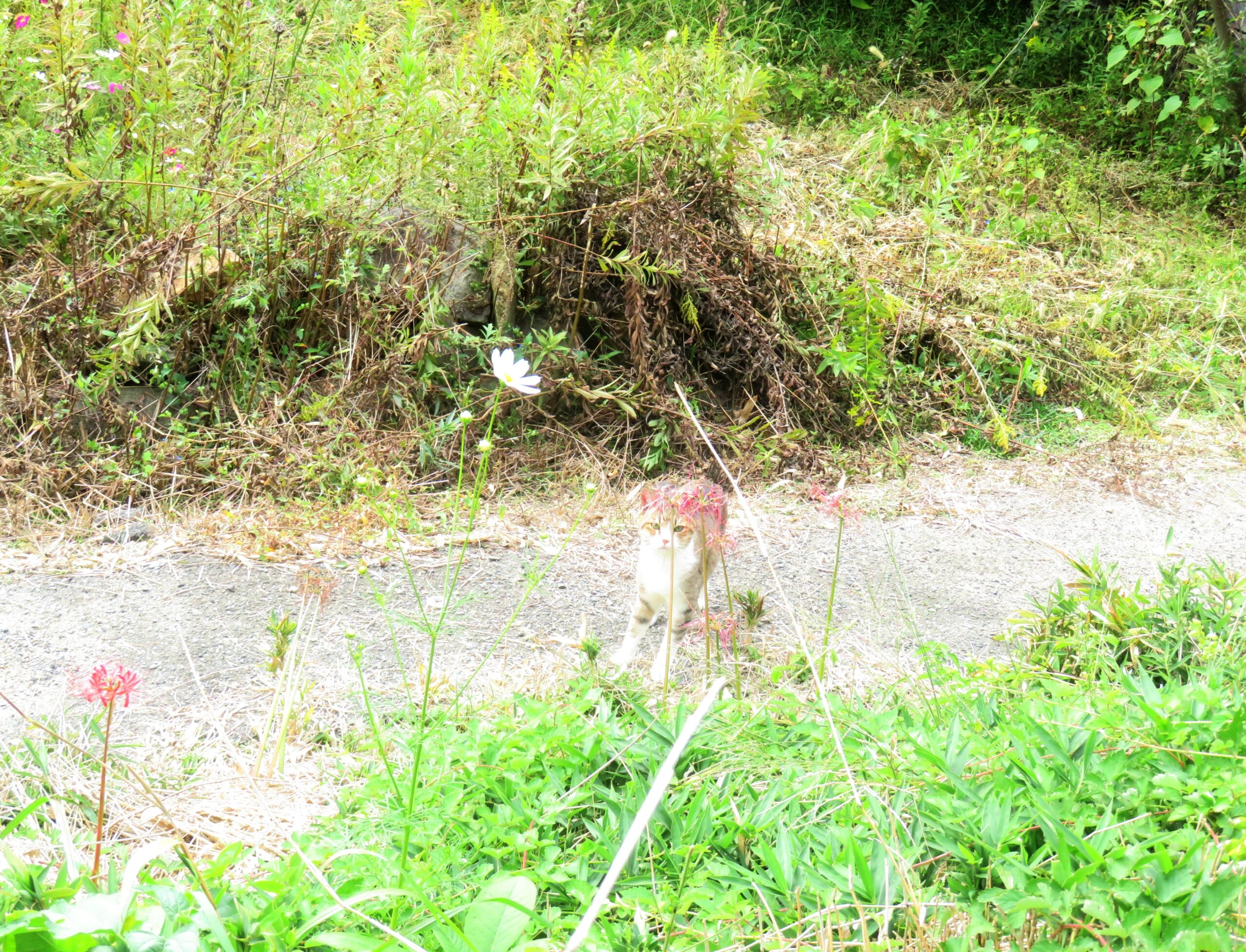 ねこ、風太　巡回