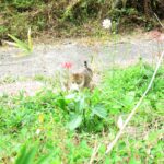 ねこ、風太　巡回