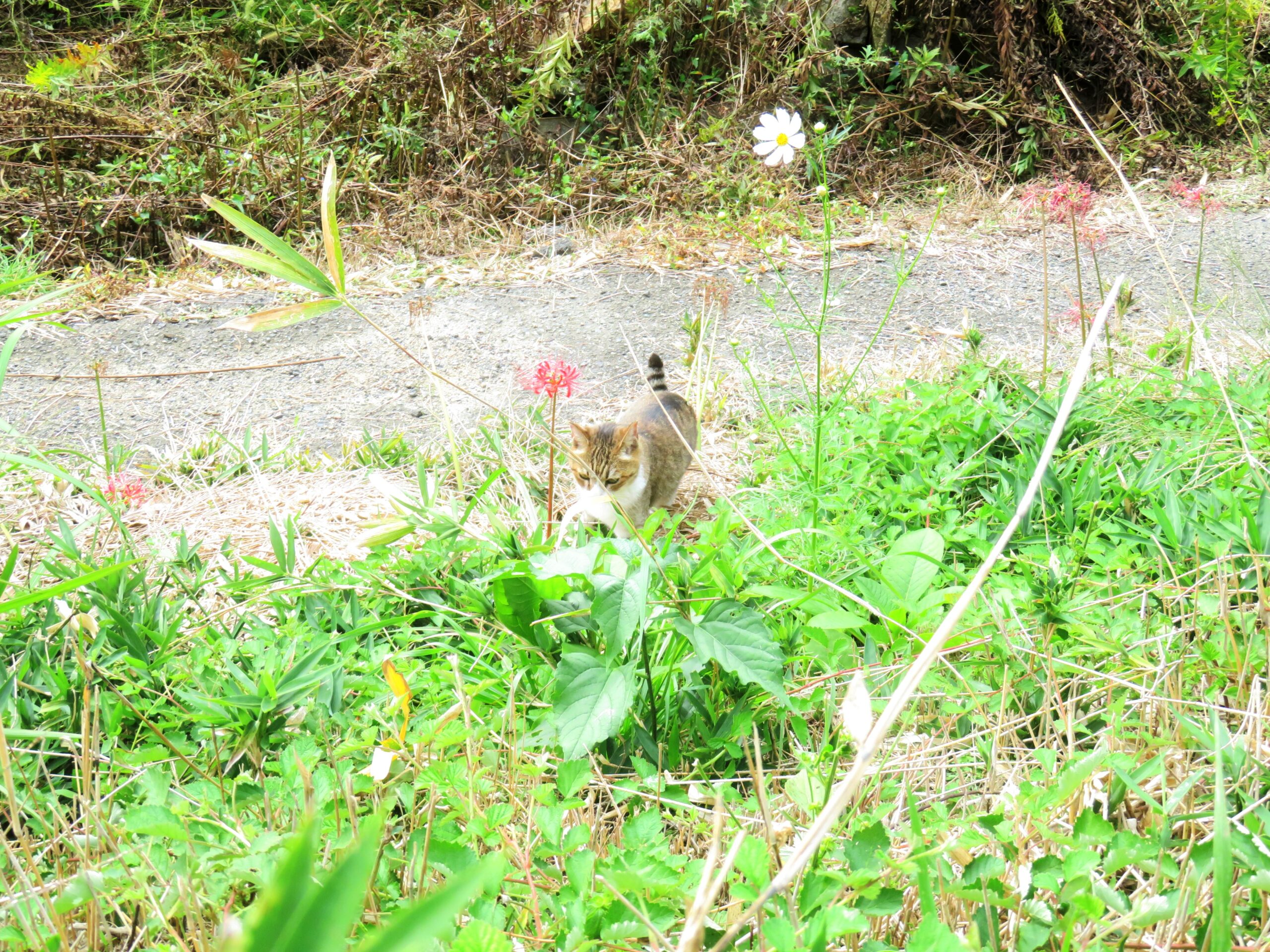 ねこ、風太　巡回