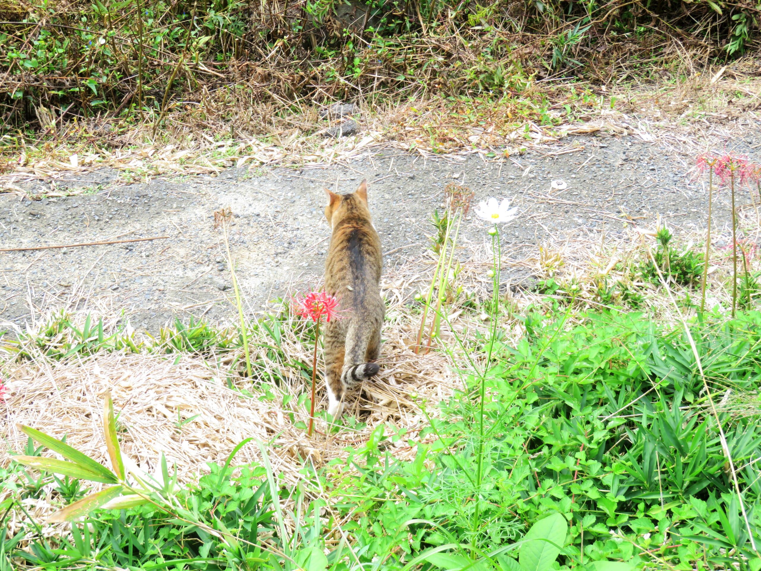 ねこ、風太　巡回