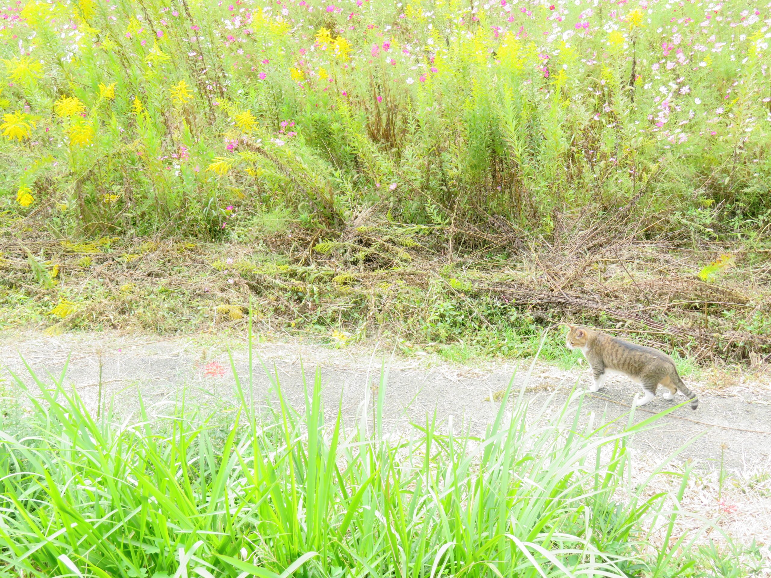 ねこ、風太　巡回