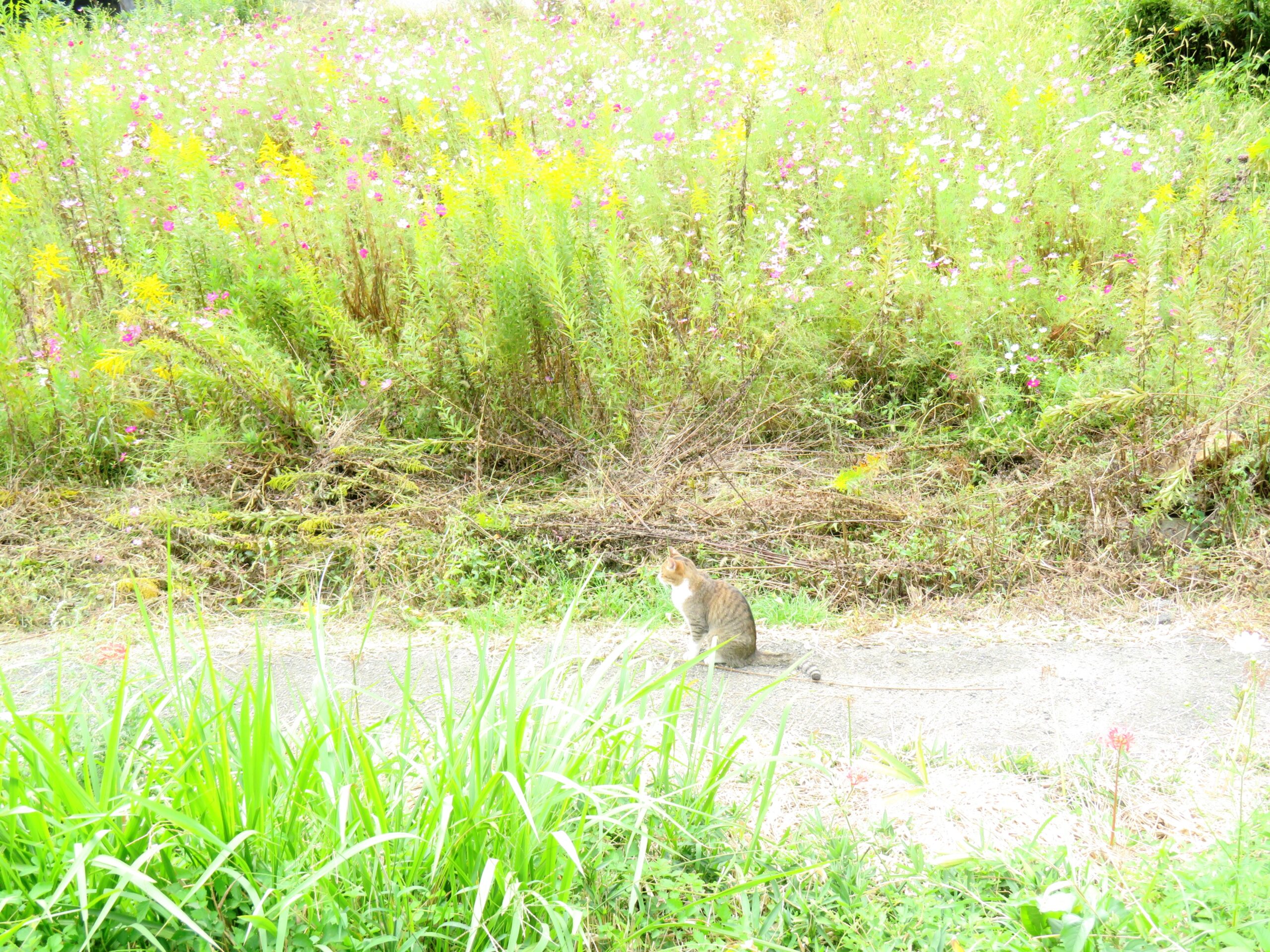 ねこ、風太　巡回