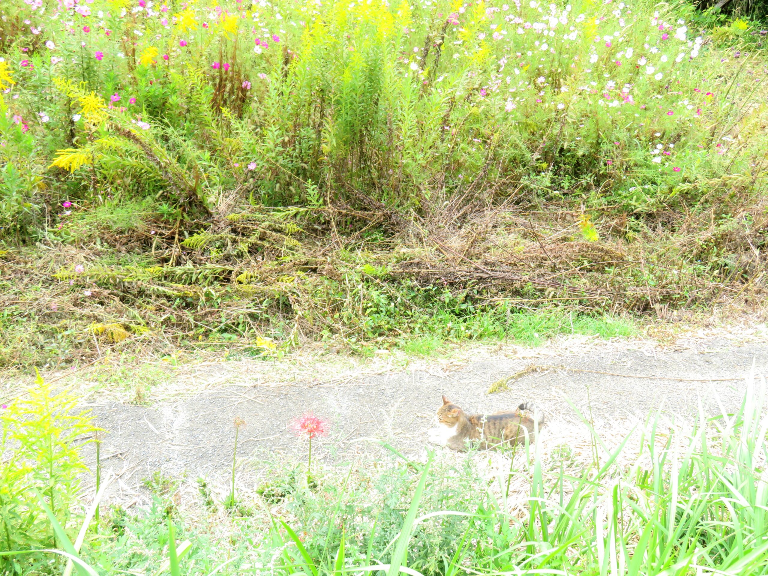 ねこ、風太　巡回