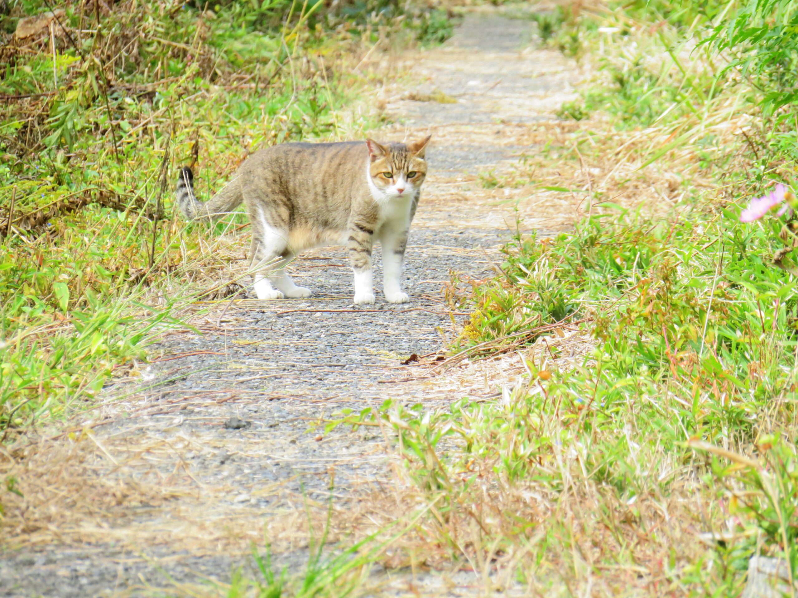 ねこ、風太　巡回