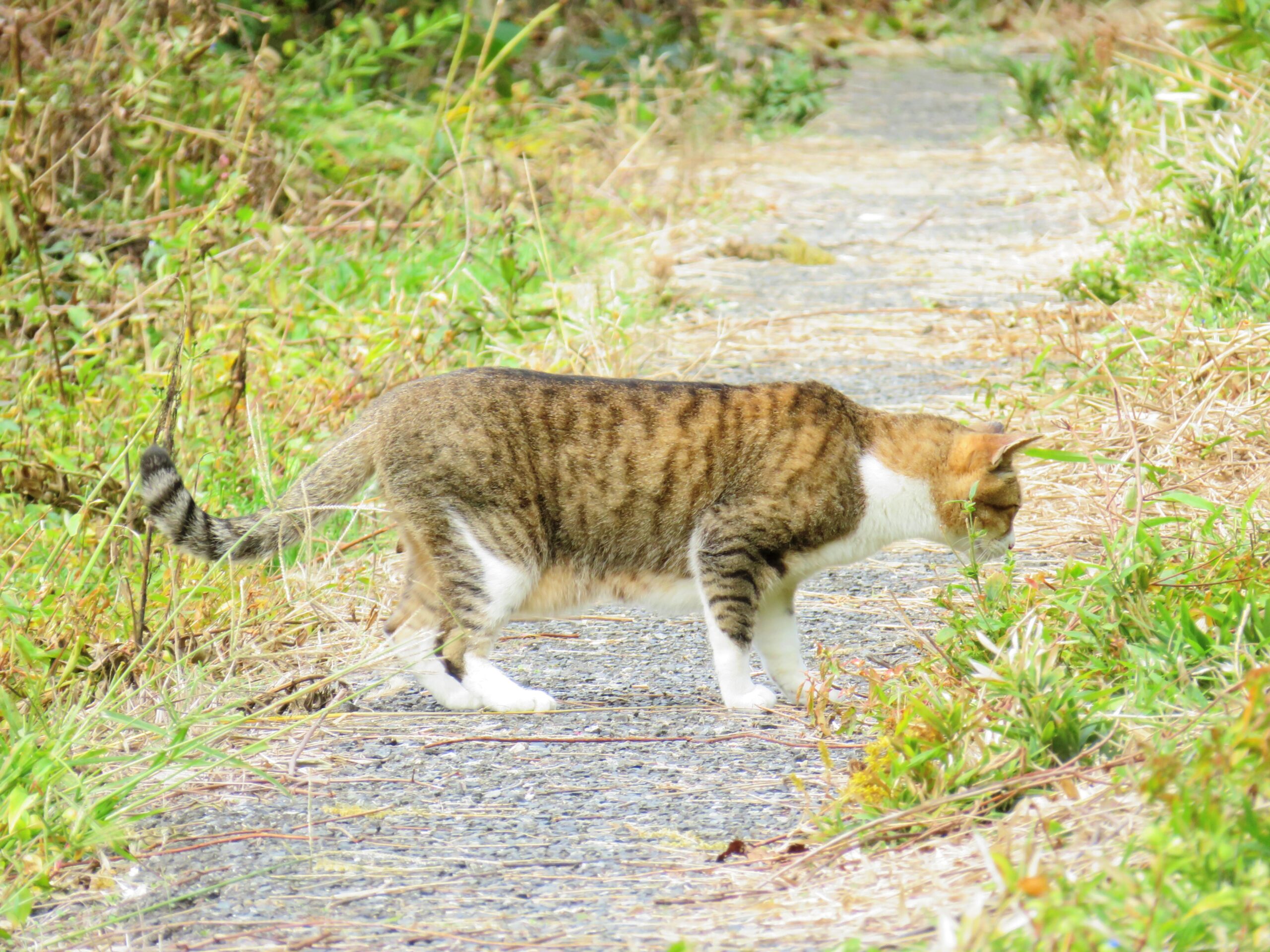 ねこ、風太　巡回