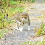 ねこ、風太　巡回