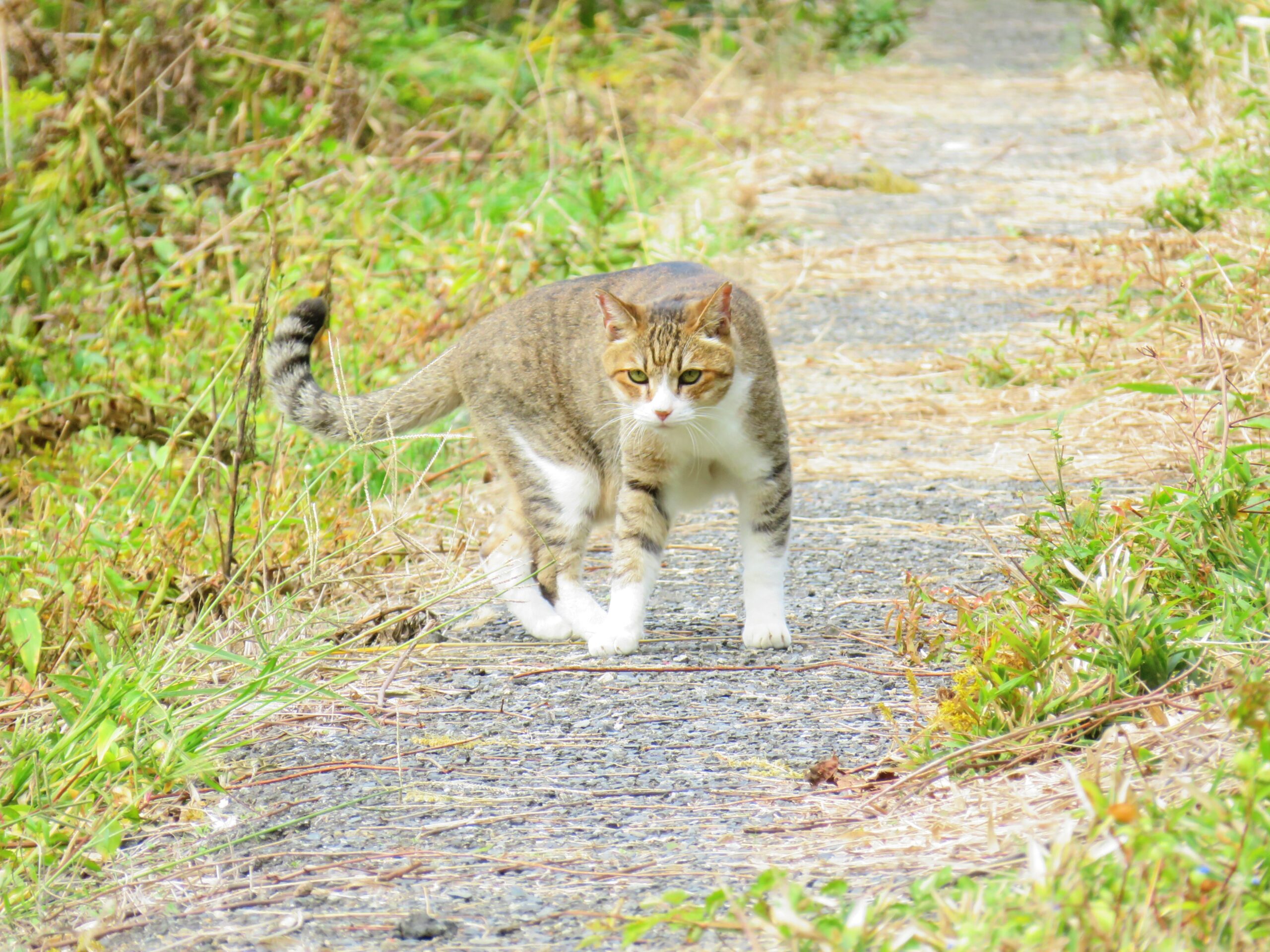 ねこ、風太　巡回