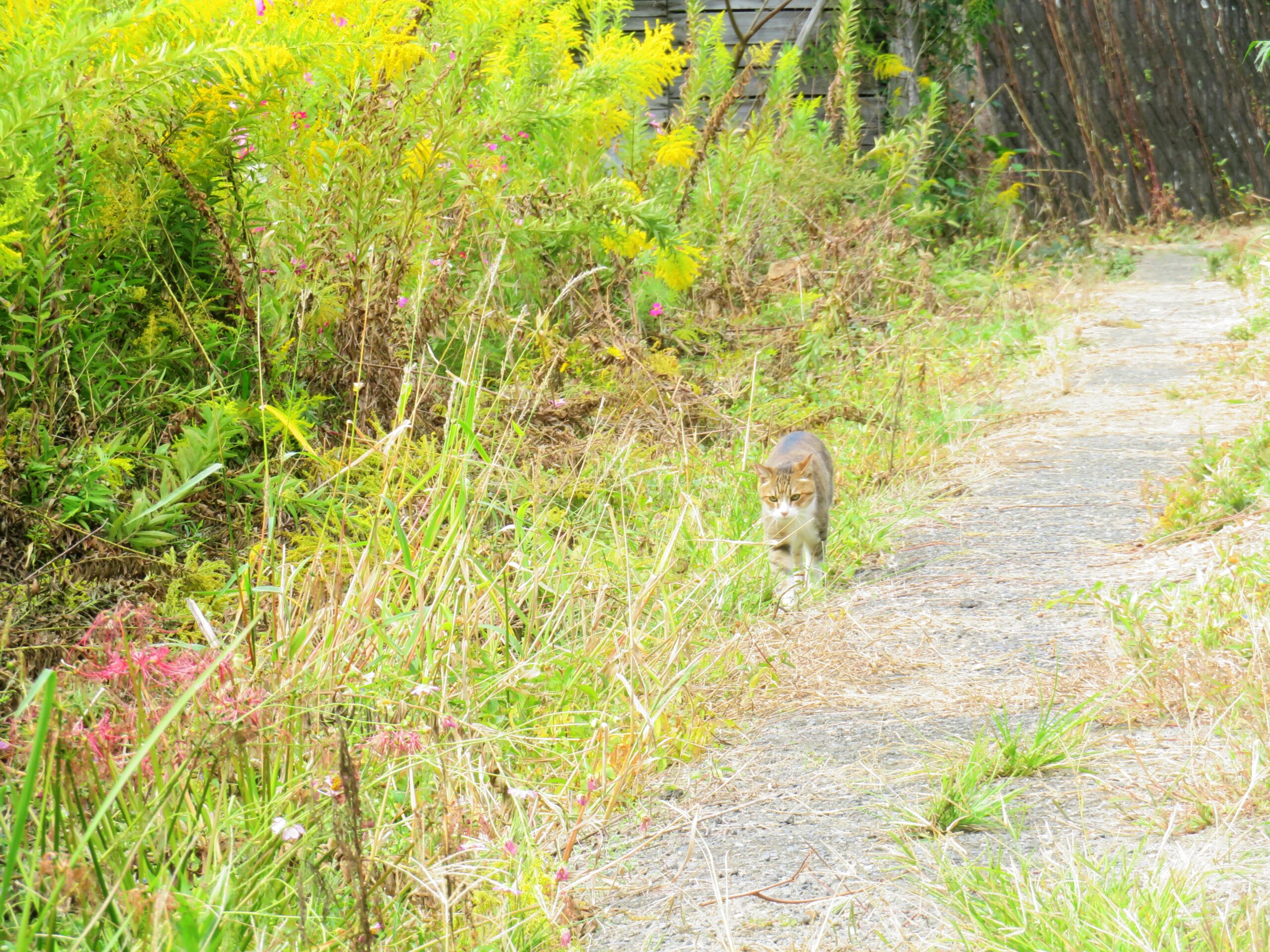 ねこ、風太　巡回